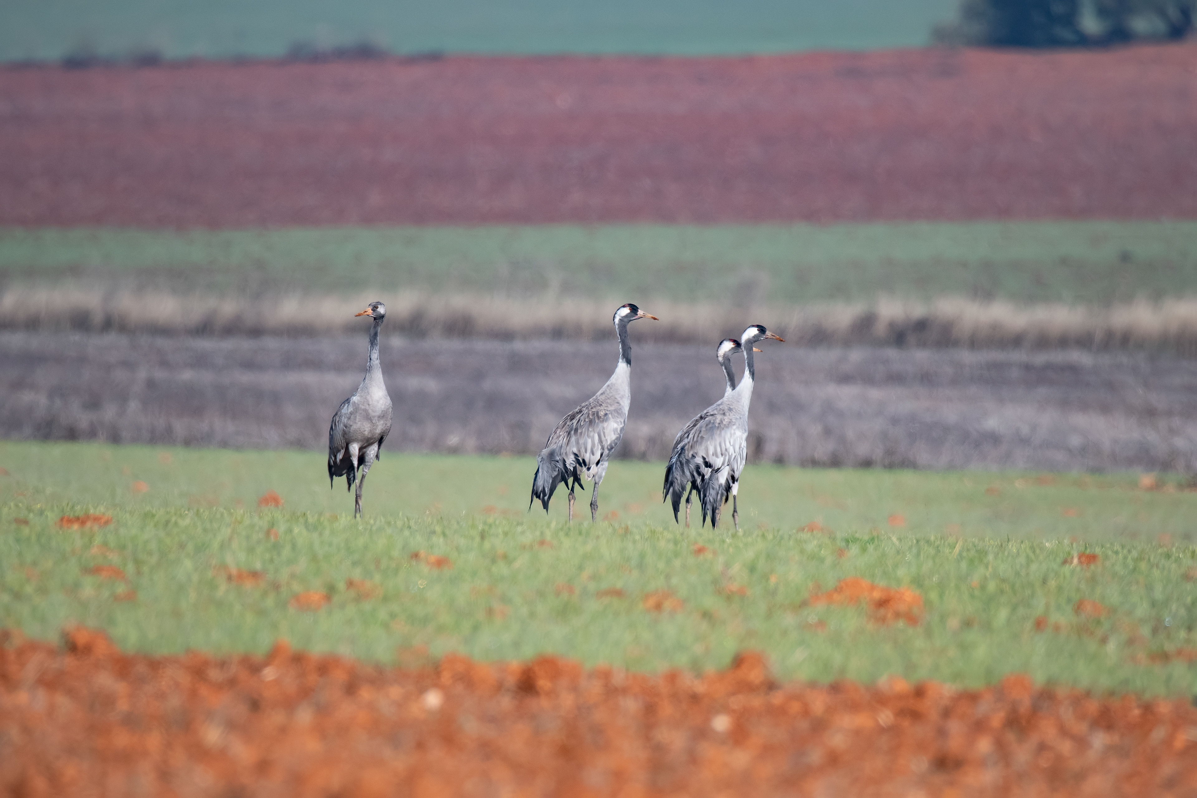 Grulla común. Fuente de Piedra.