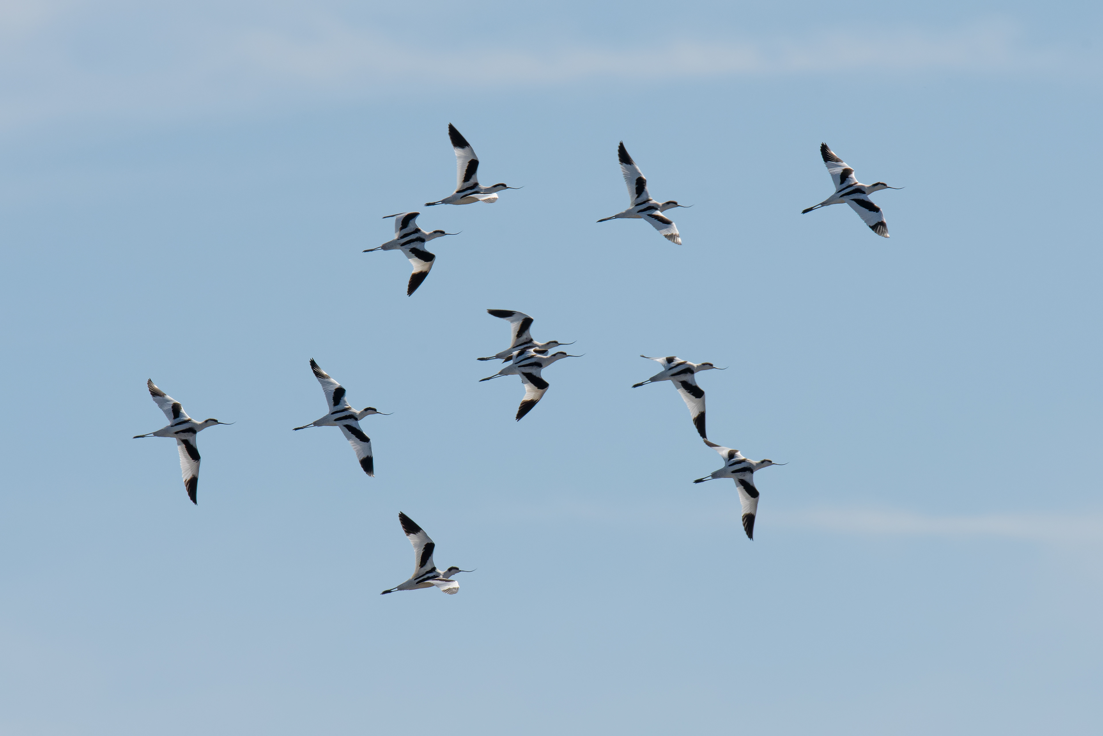 Avocetas. Fuente de Piedra.