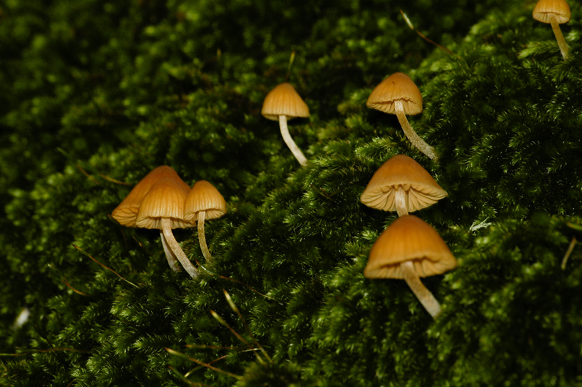 Galerina