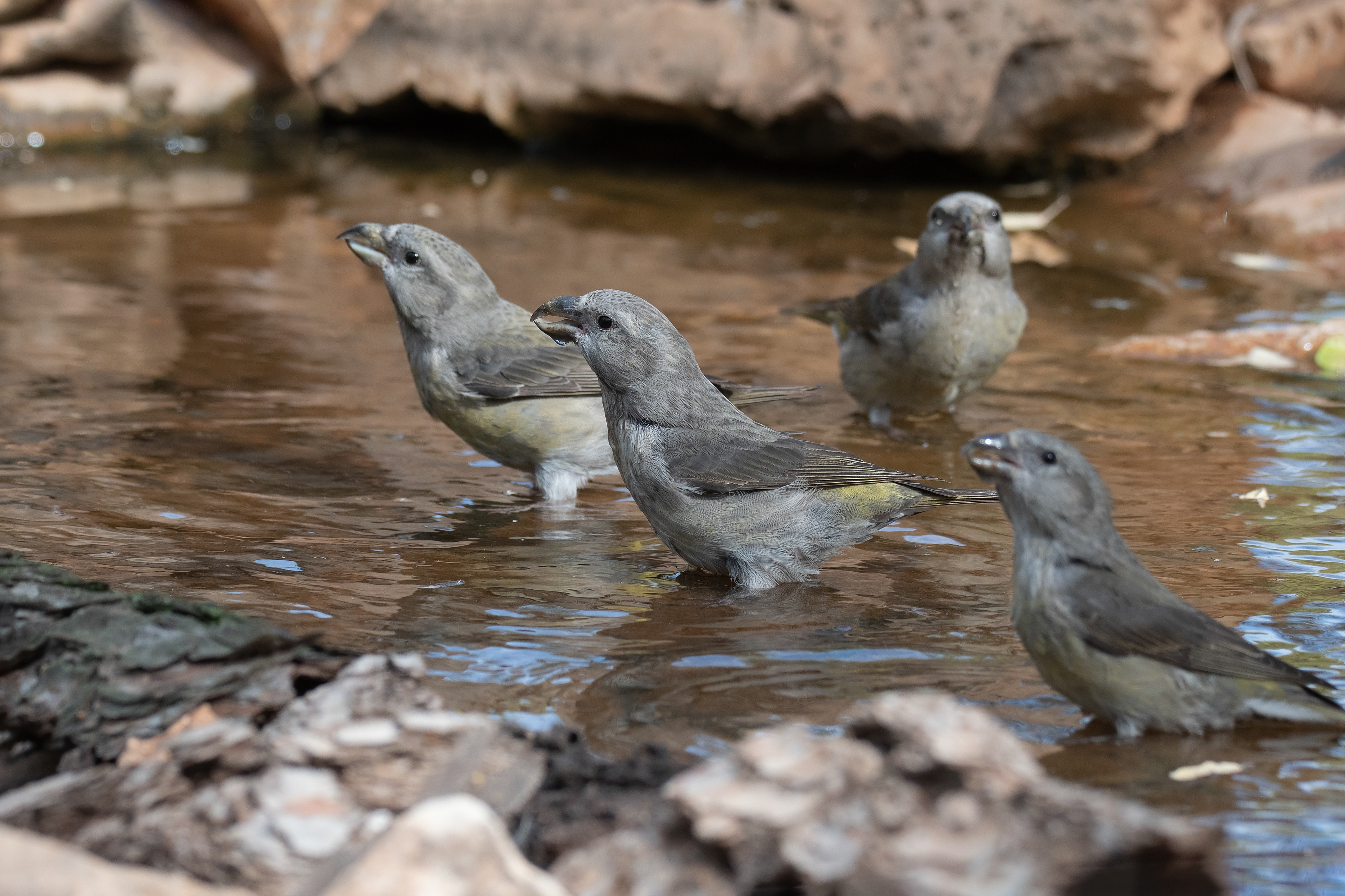 Piquituertos comunes. Gilena.