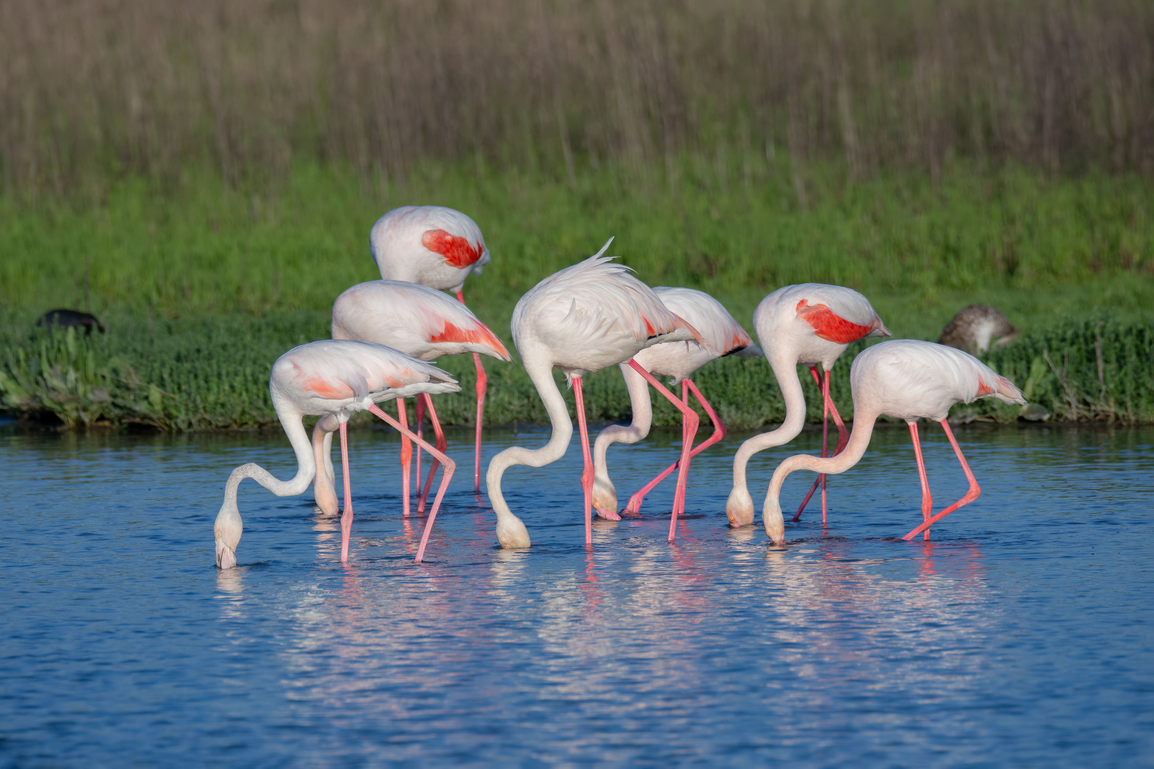 Flamencos. Fuente de Piedra.
