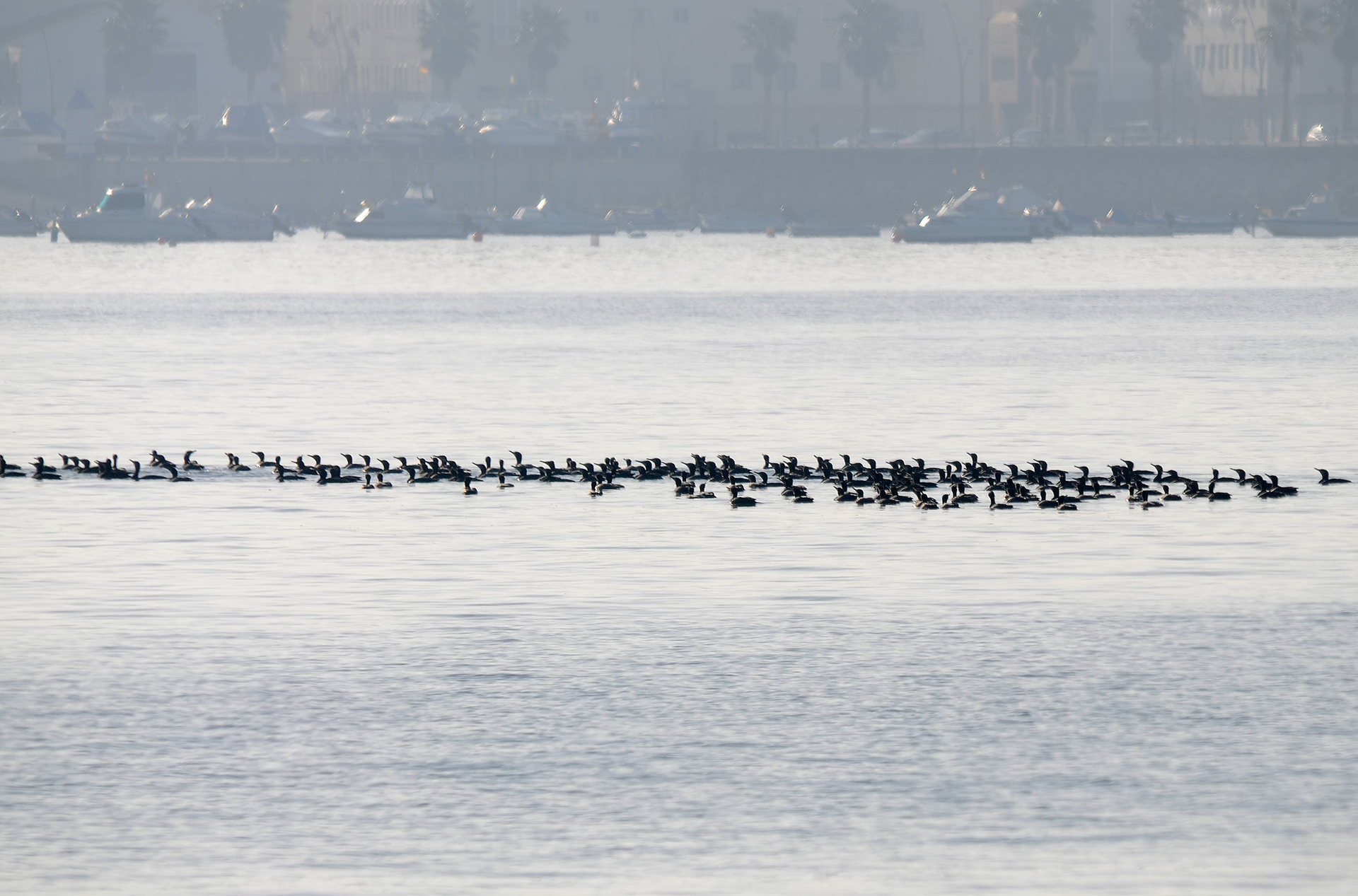 Cormorán grande. Bahía de Cádiz.