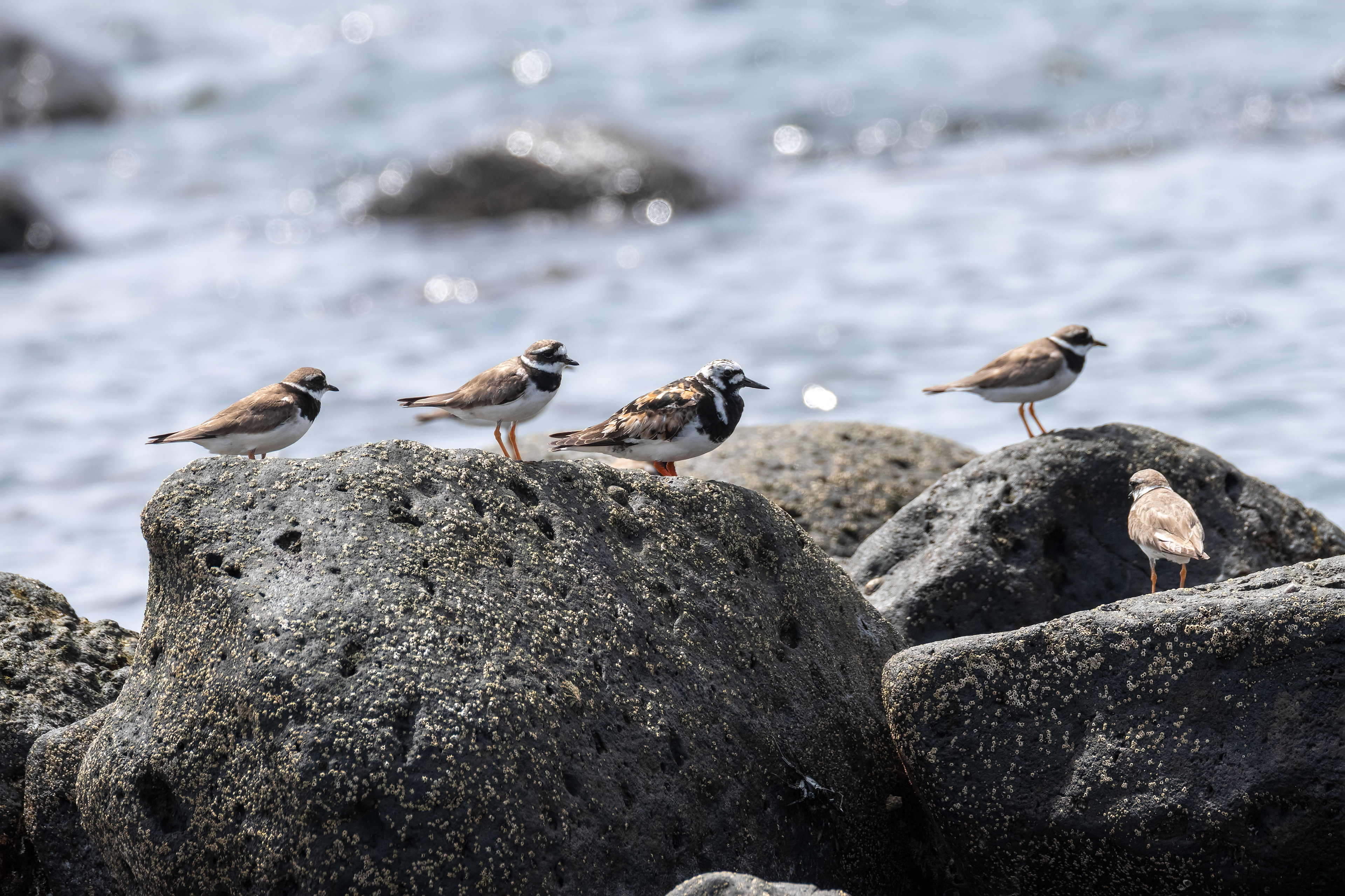 Chorlitejo grande; Vuelvepiedras. Agosto. Lanzarote. Islas Canarias.