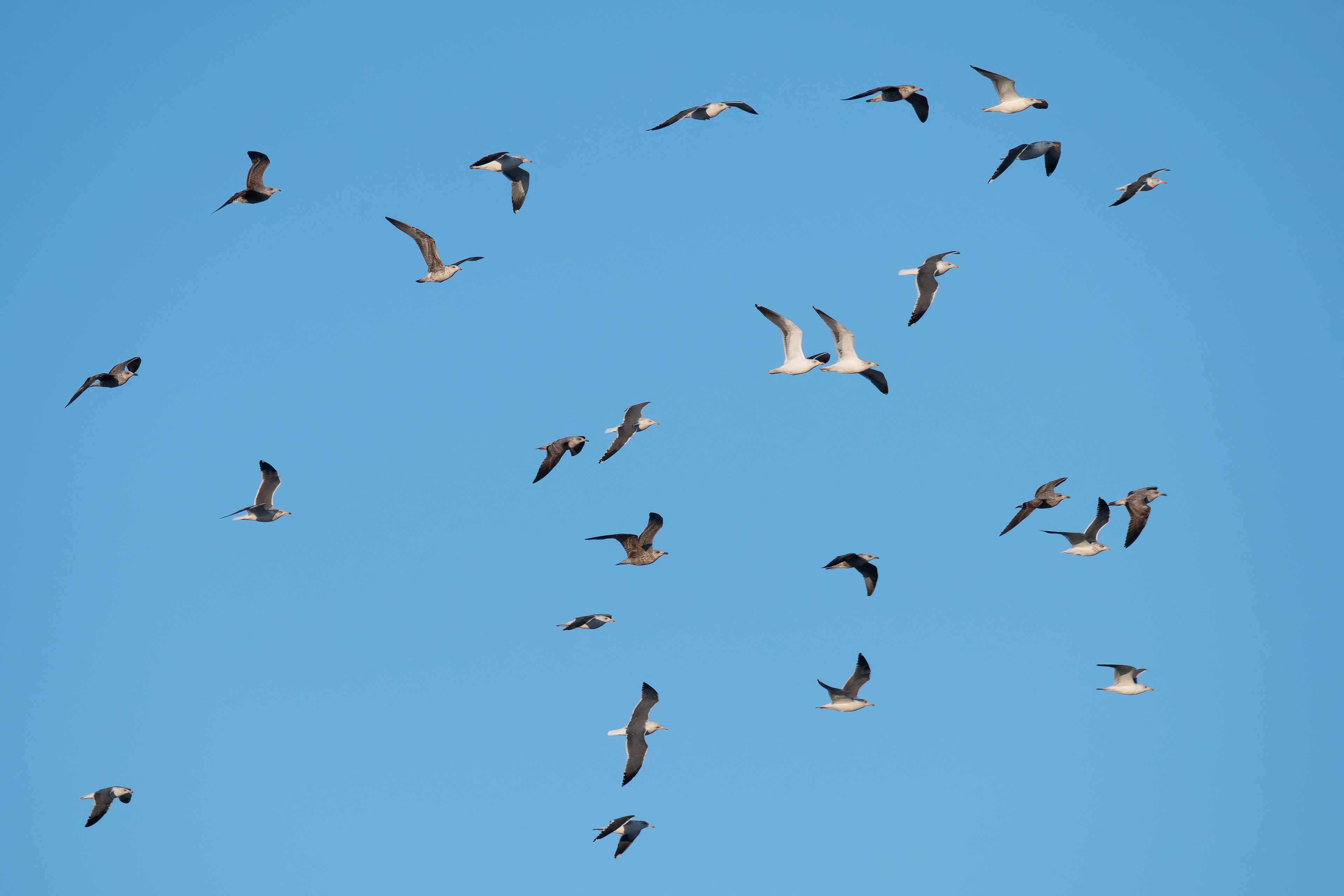 Gaviota sombría. Pedrera.