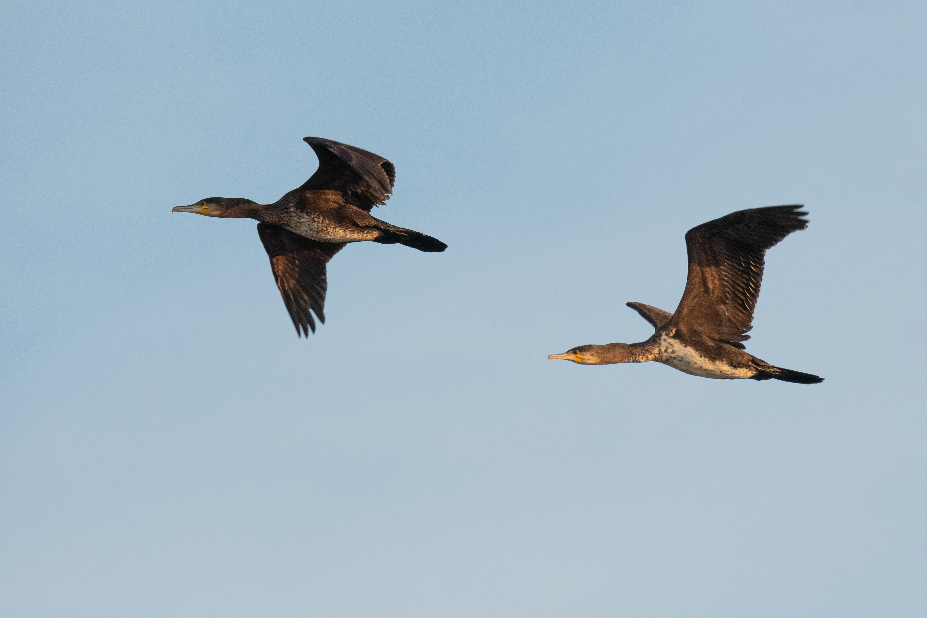 Cormorán grande. Bahía de Cadíz.