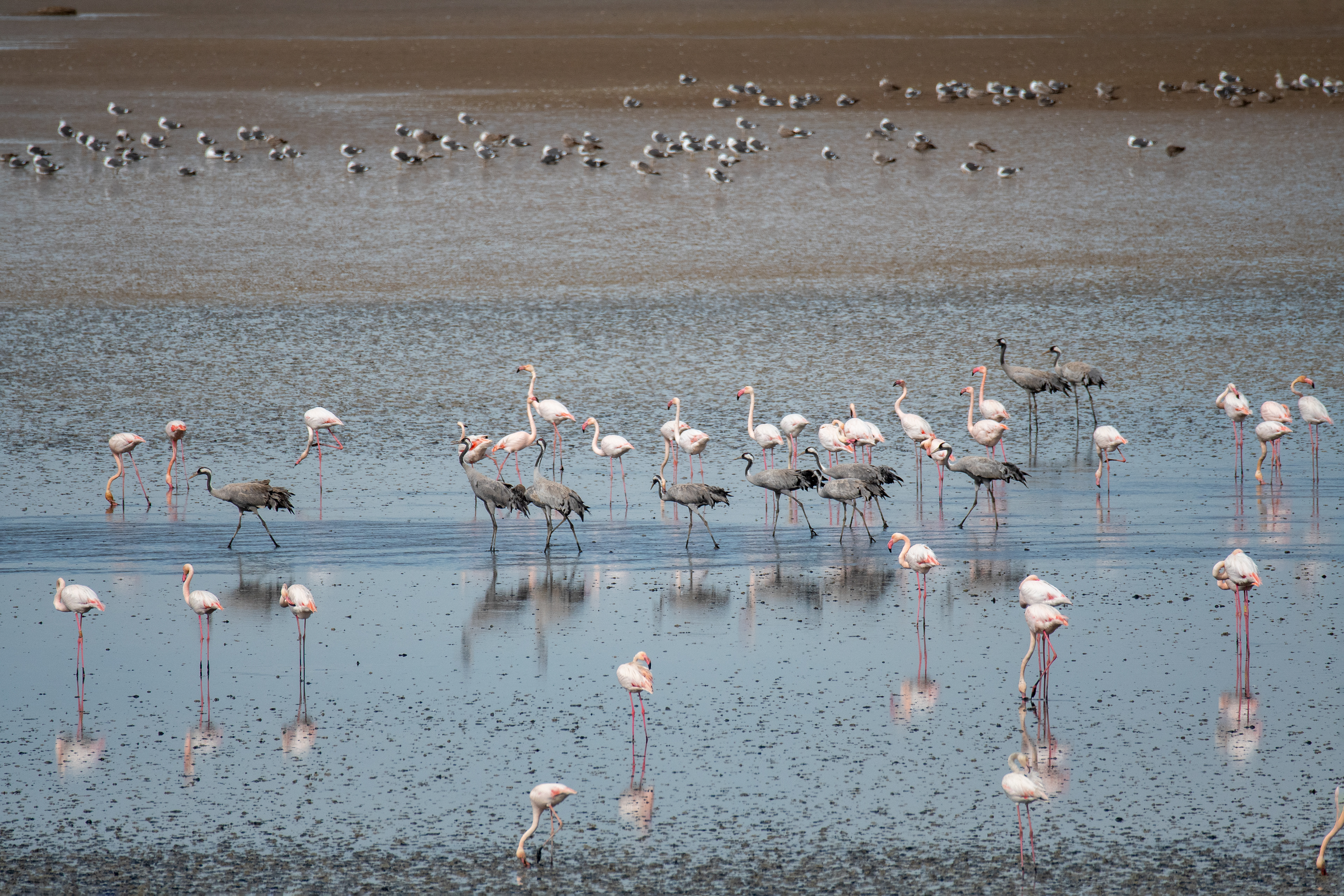 Flamencos, Grullas y Gaviotas sombrías. Fuente de Piedra.