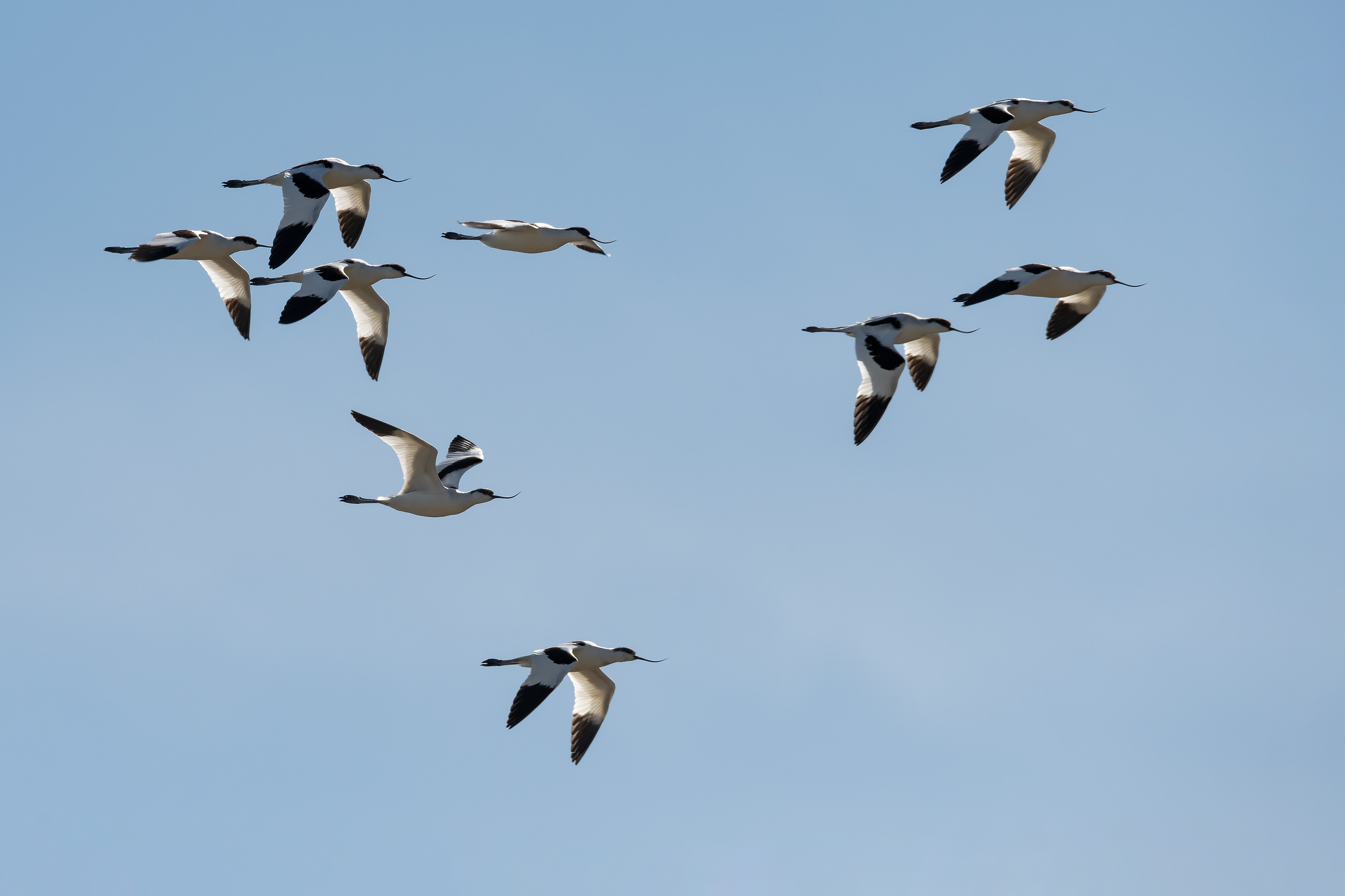 Avocetas. Fuente de Piedra.