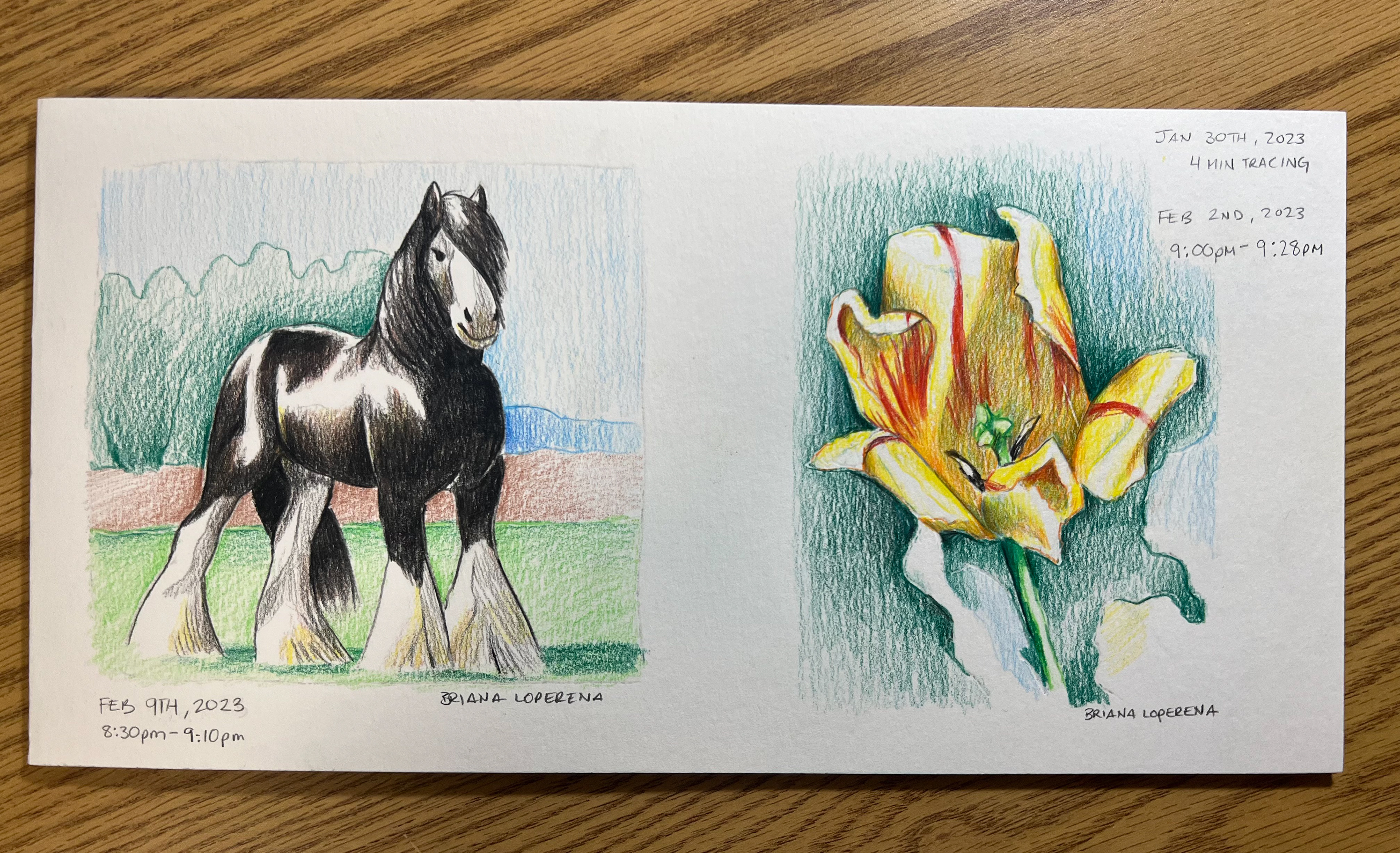 Horse and Tulip (colored pencil, paper size: 12"x6")