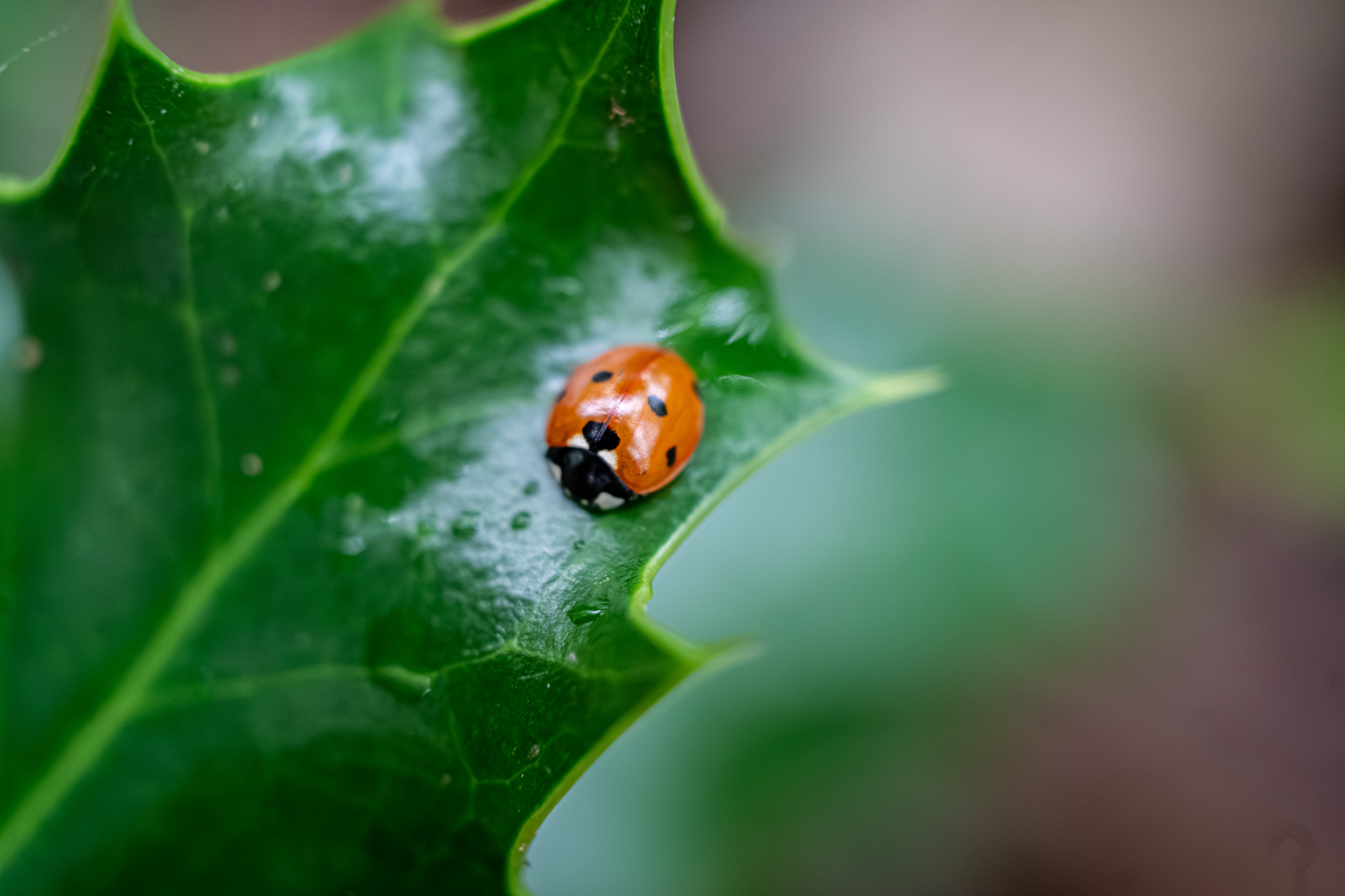 Découverte de la nature par la macro photographie - Sortie forêt