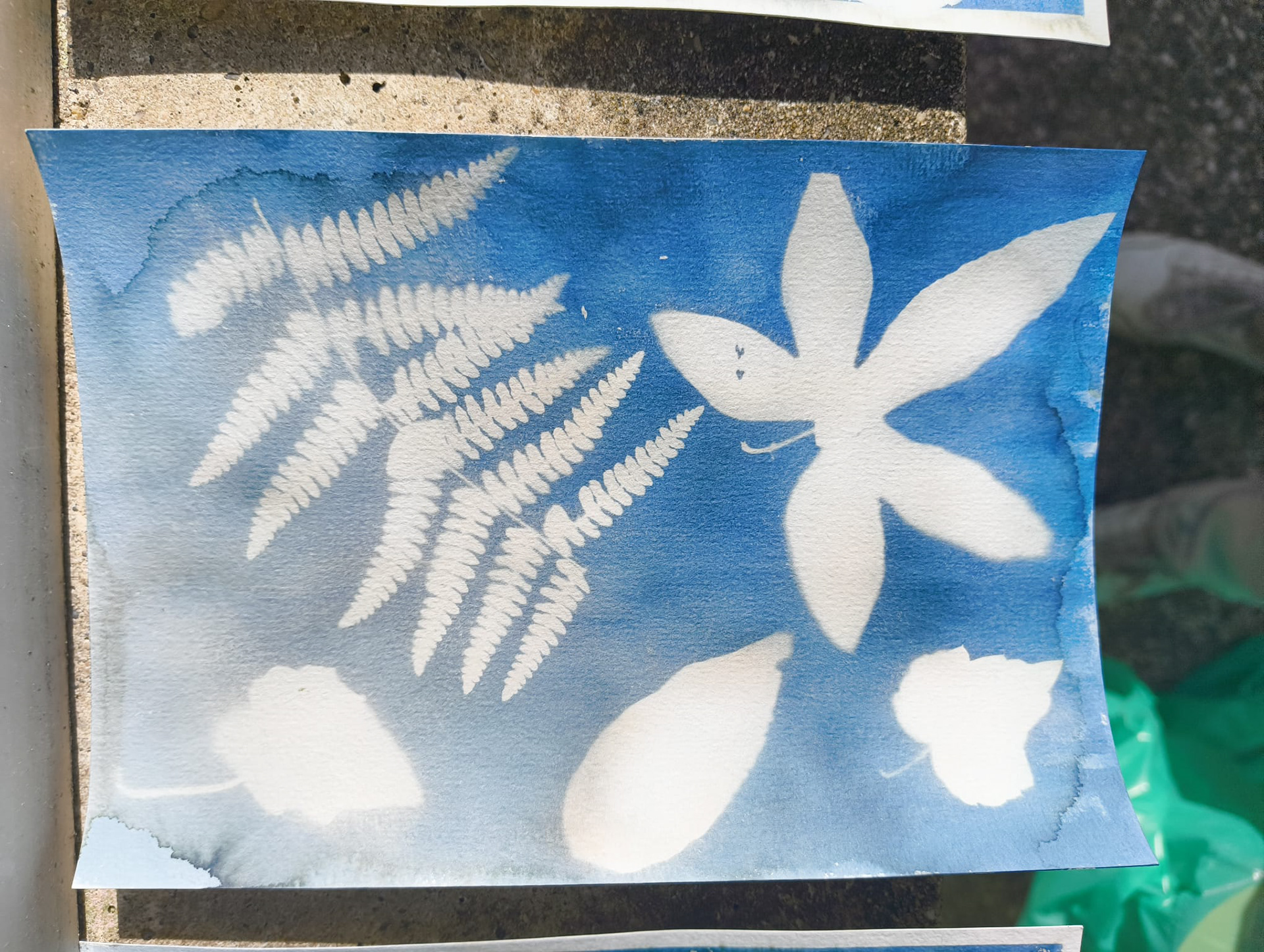 Séance Cyanotype