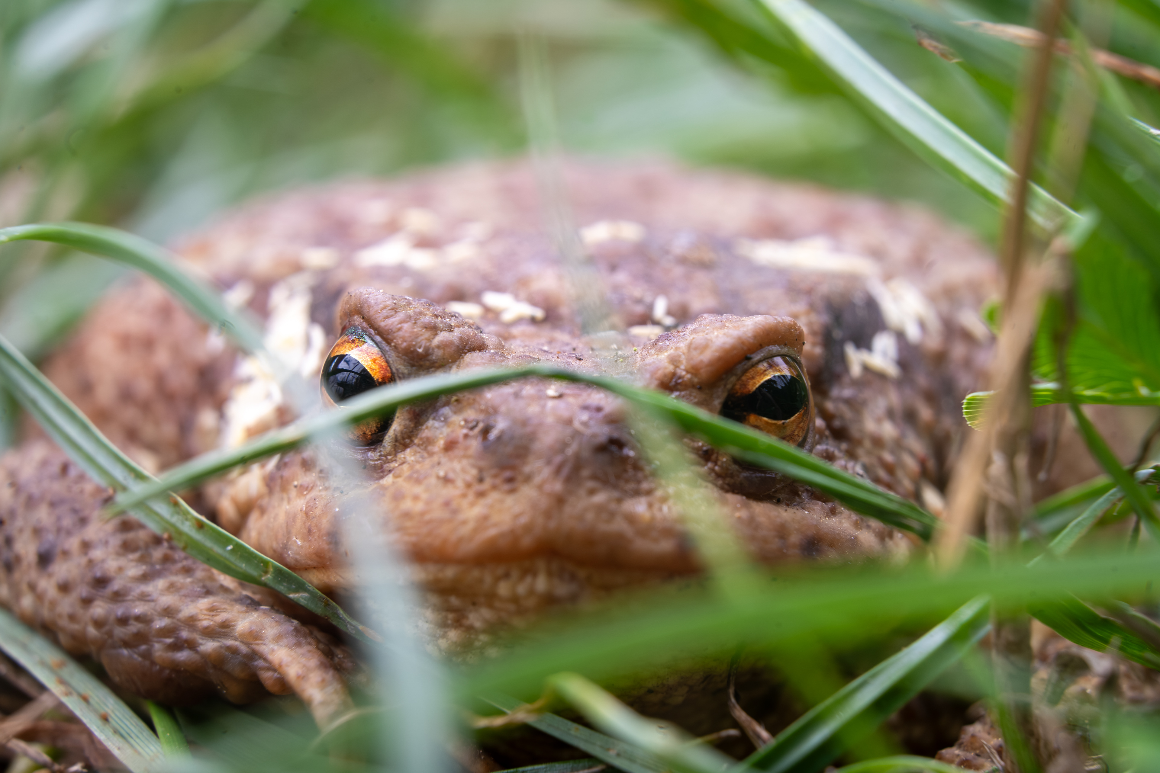 Découverte de la nature par la macro photographie - Sortie forêt