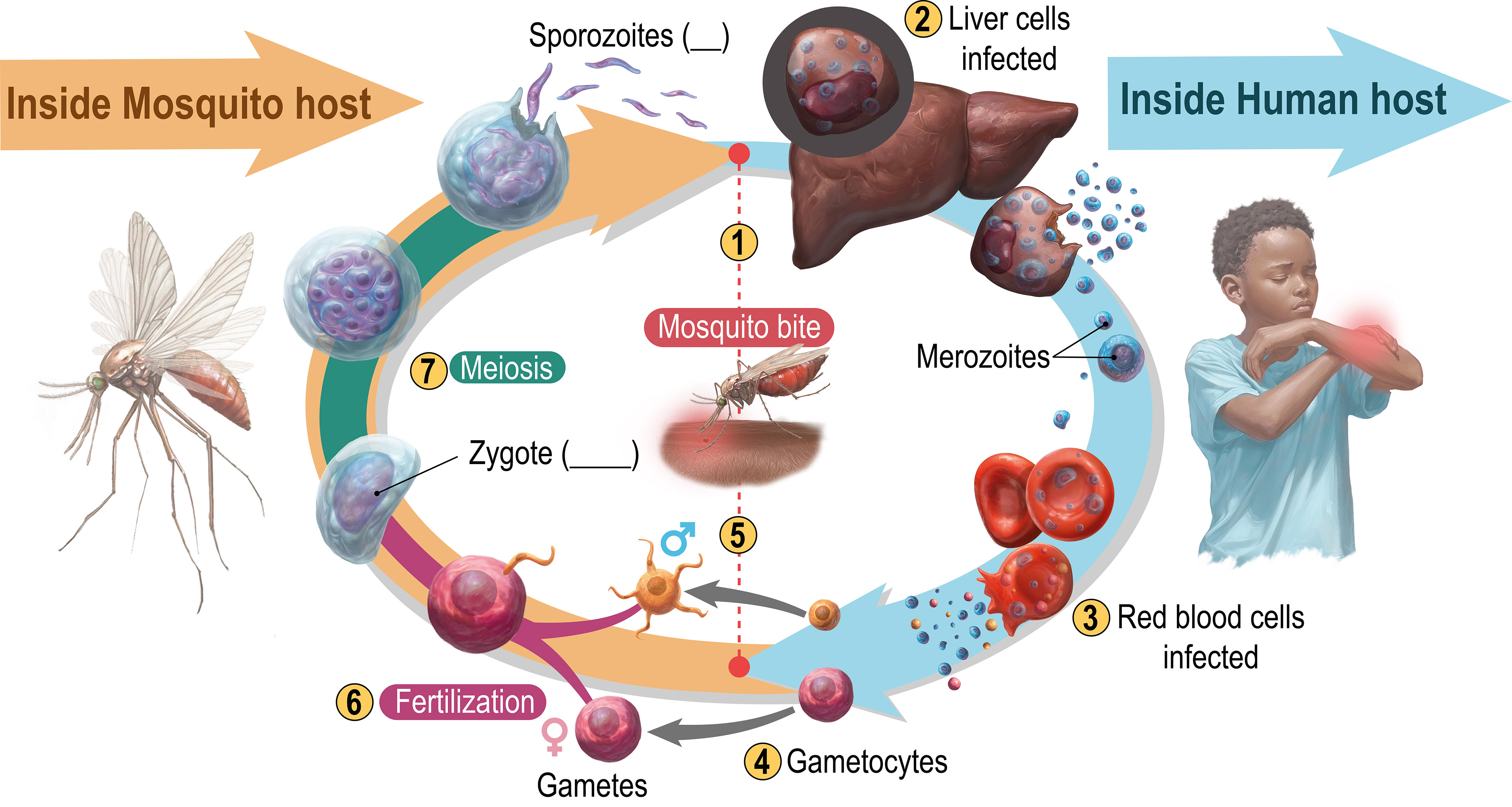 Plasmodium Life Cycle