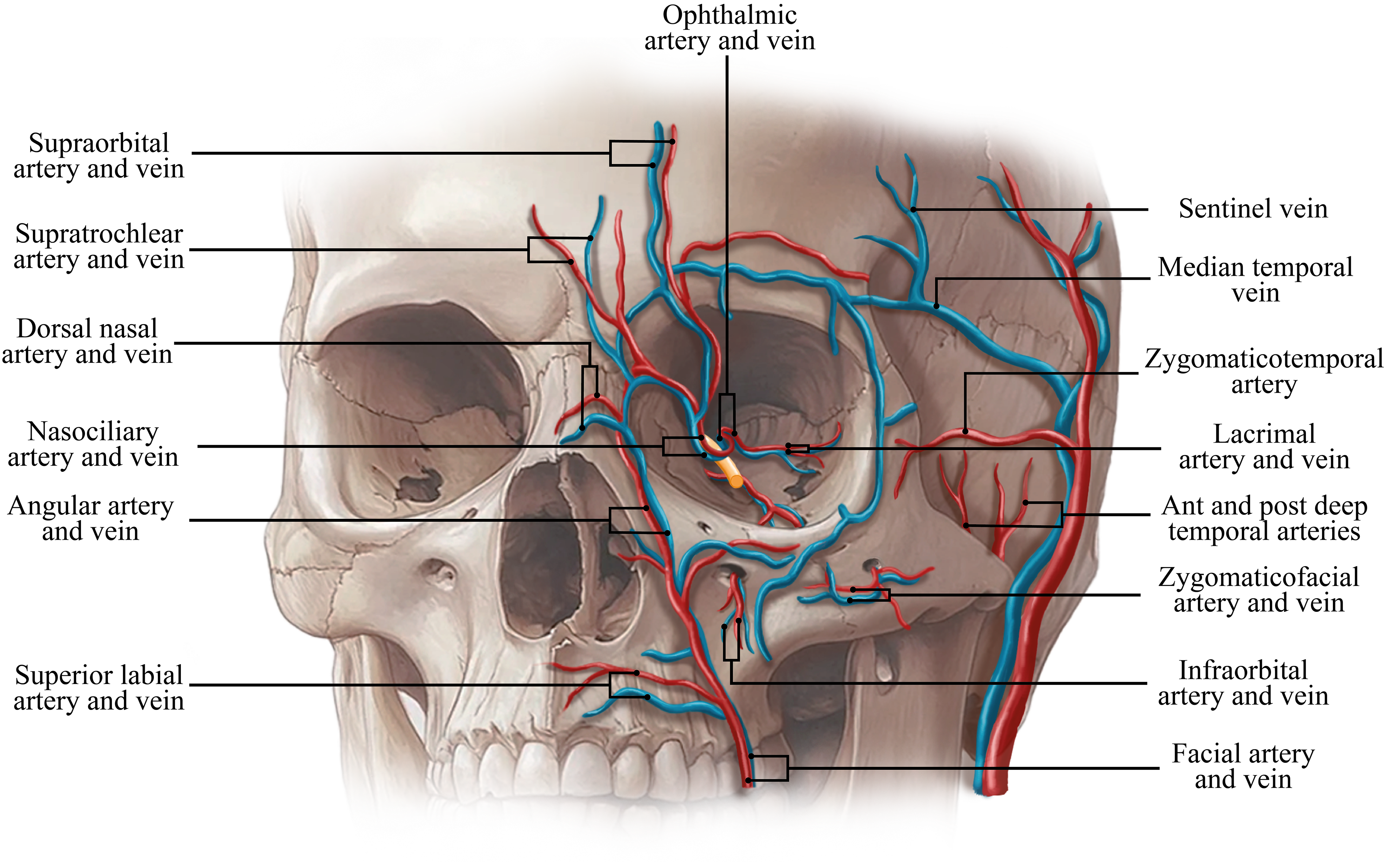 Facial Vasculature (Skull View)