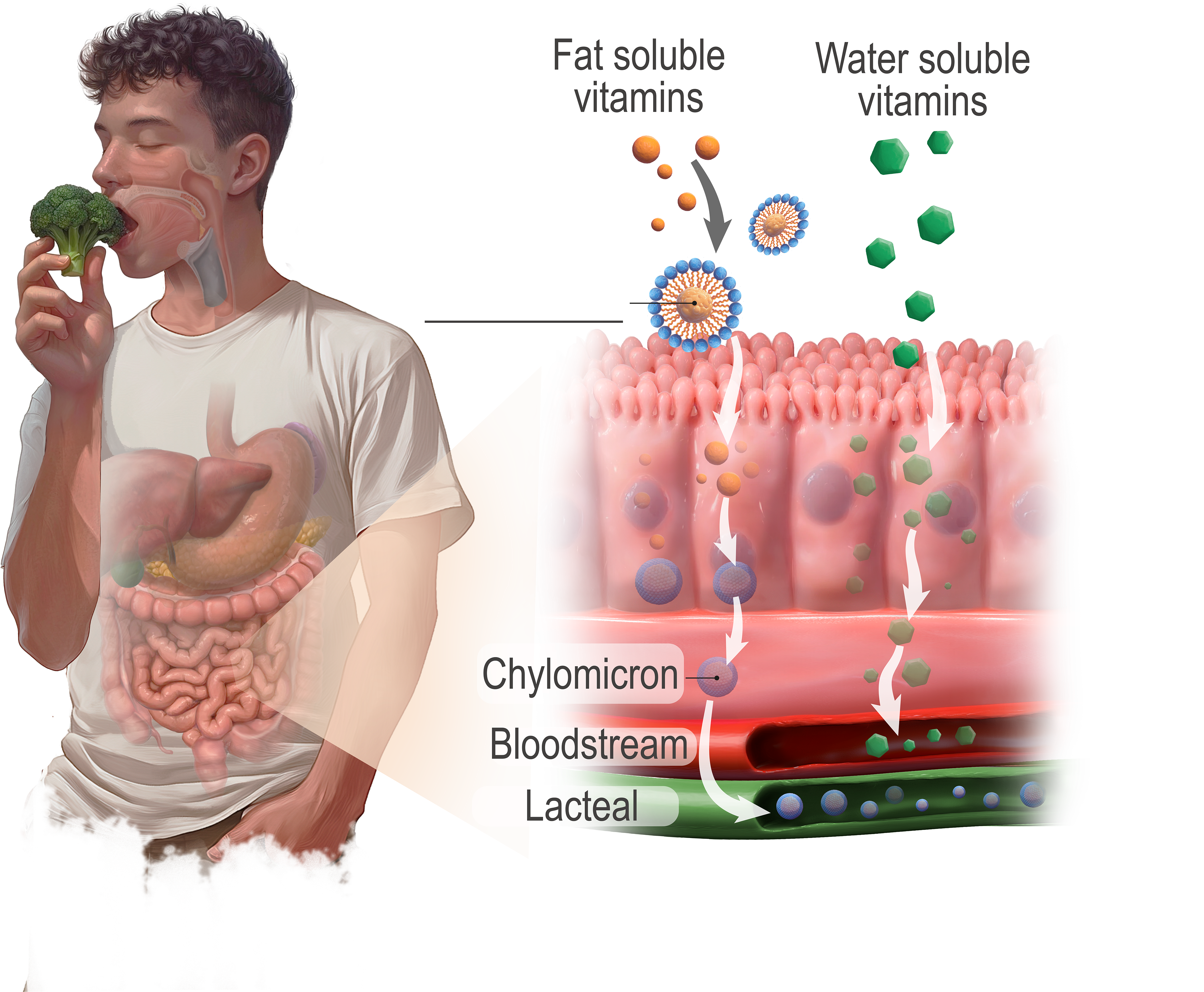 Digestive System and fat digestion