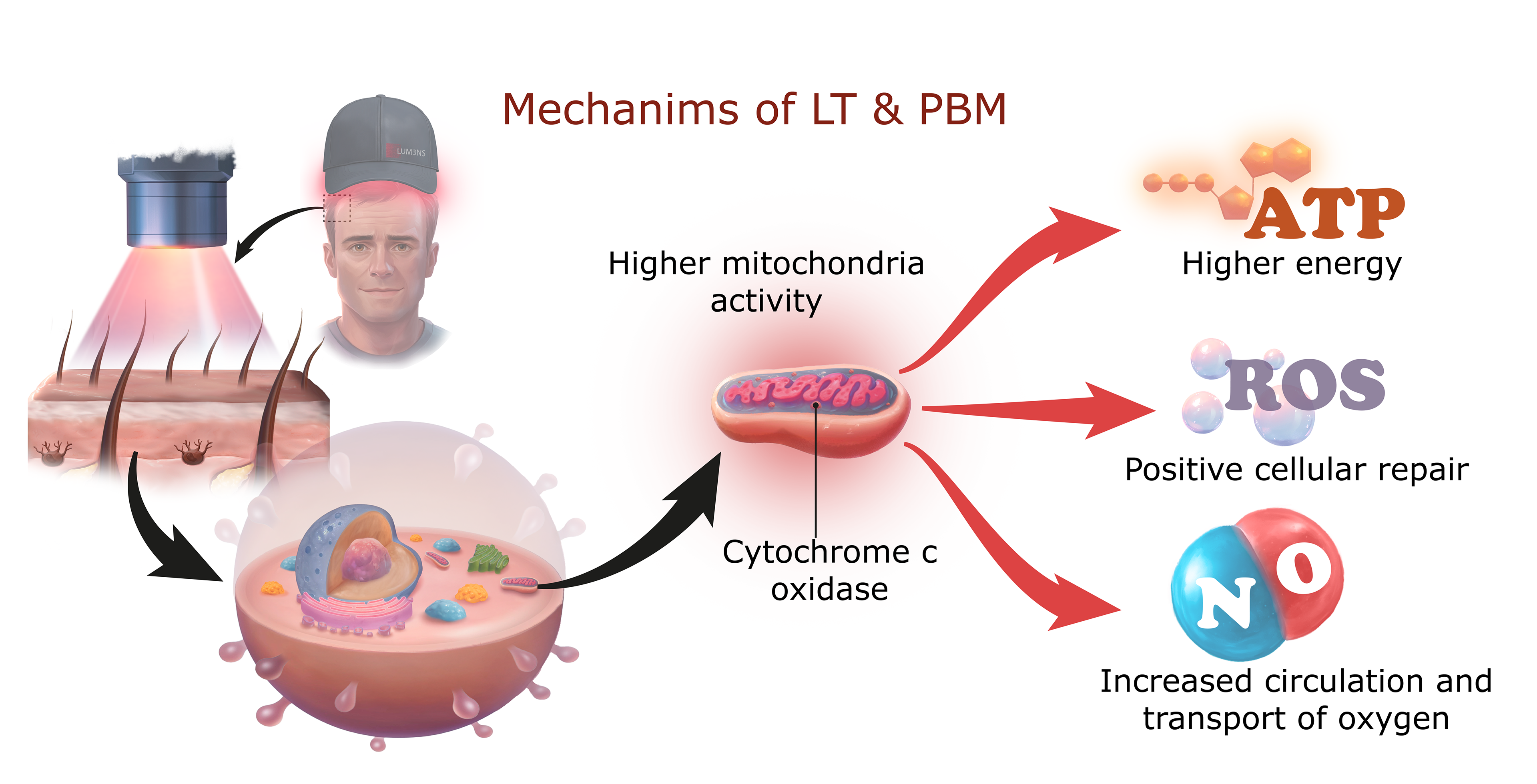 Mechanism of Light Therapy (LT & PBM)