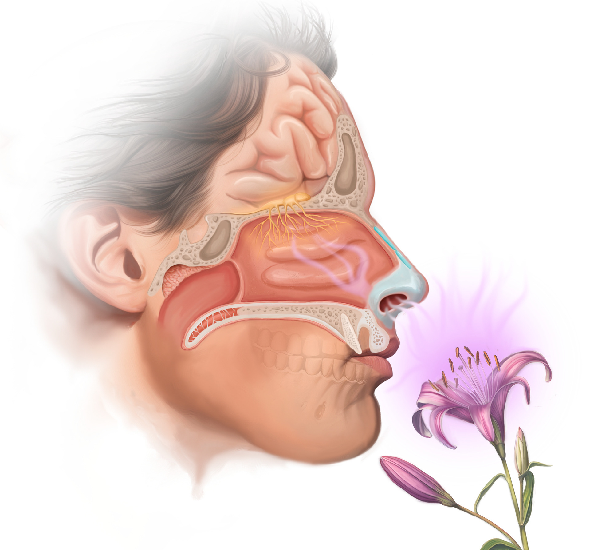 Olfactory and Nasal Anatomy
