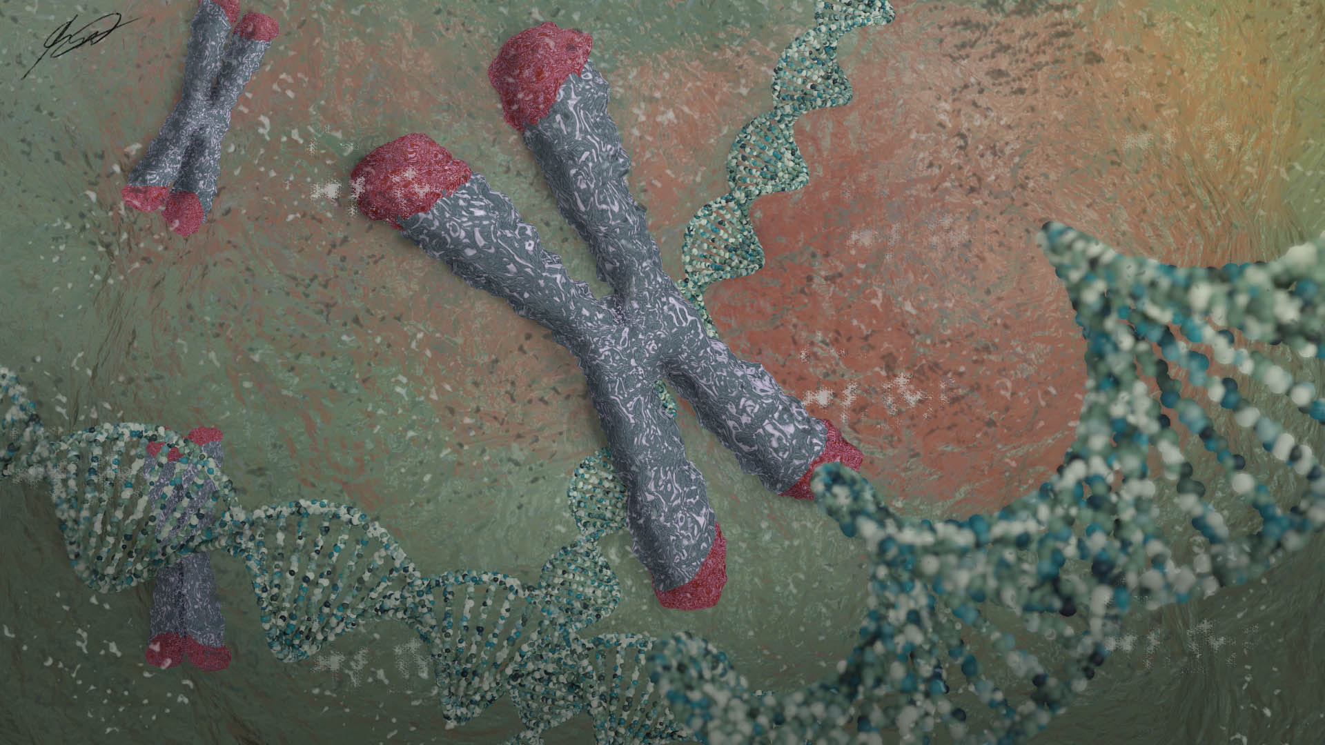 Chromosome and DNA Repair