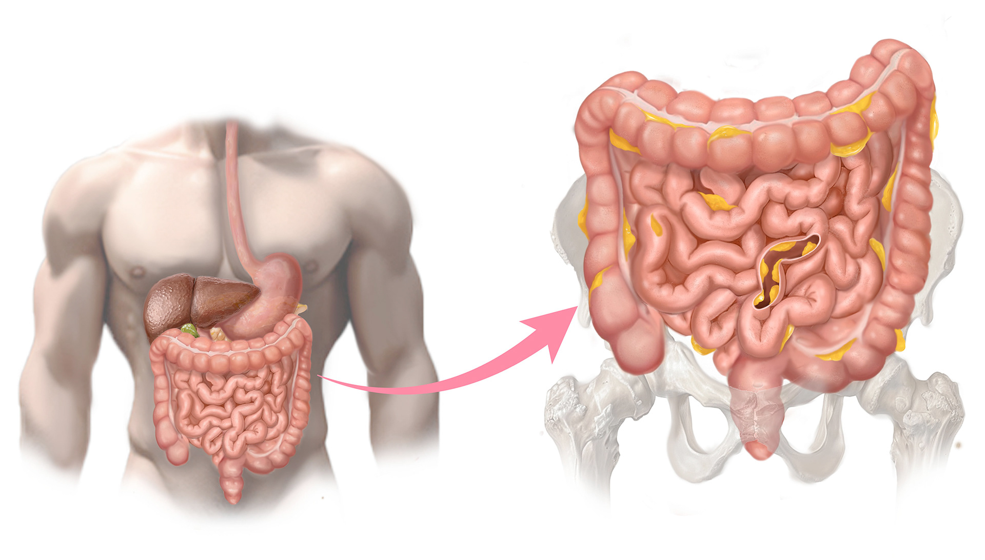 Digestive System Overview