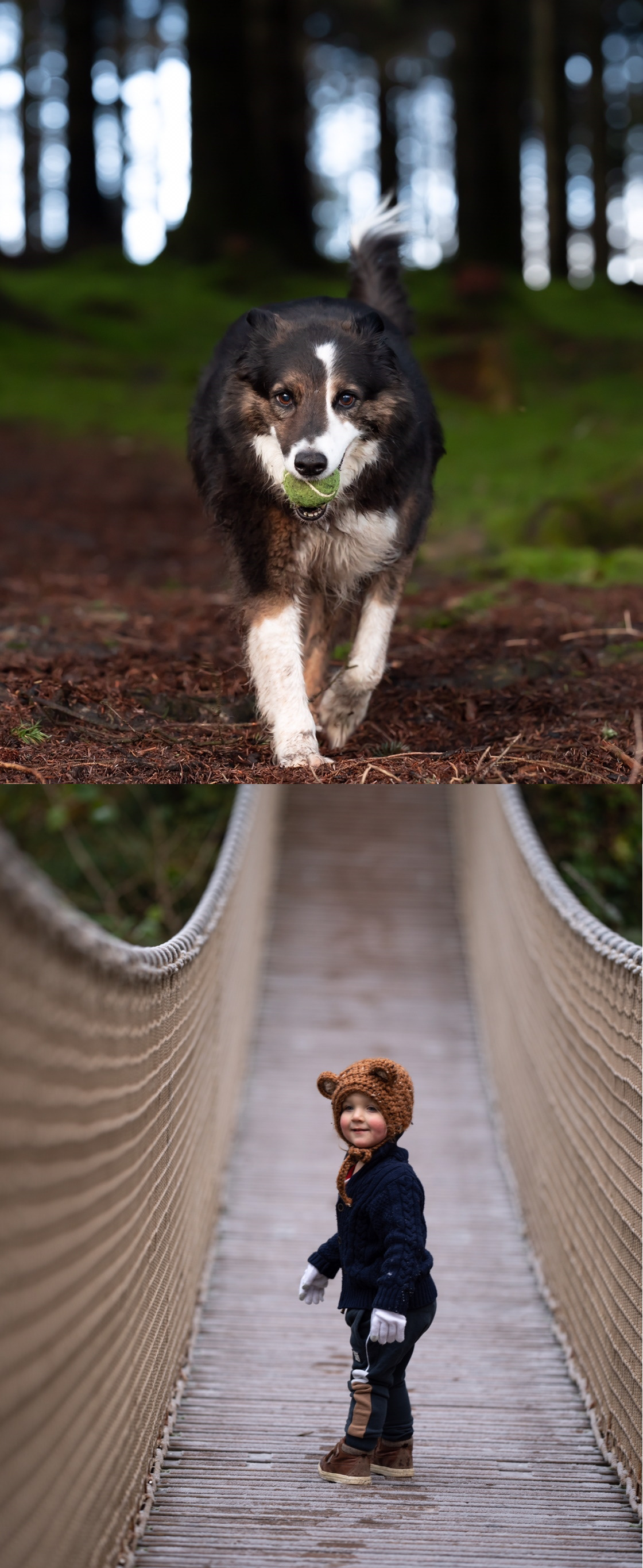 Dog in woods and toddler on a bridge