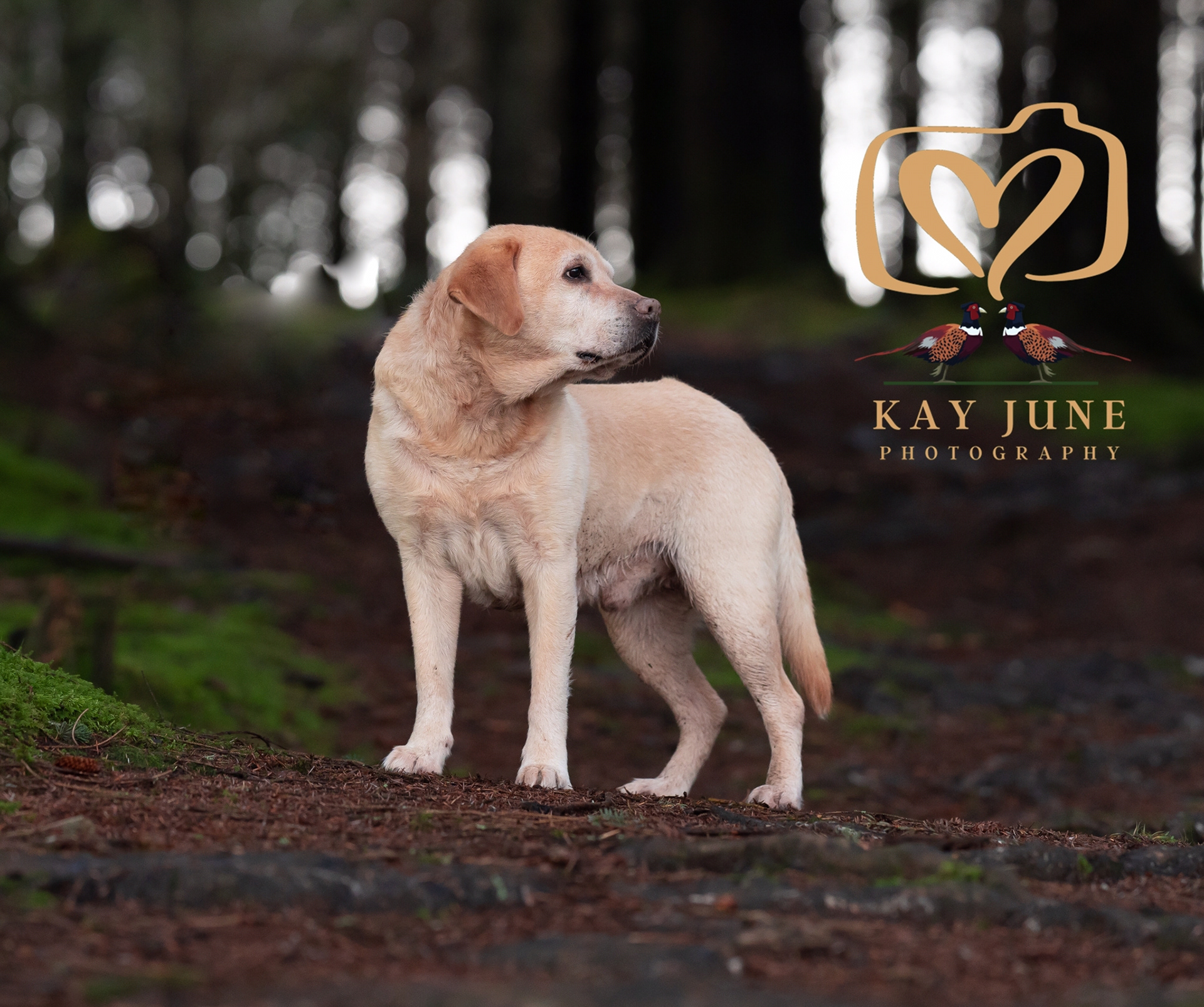 Dog standing in the woods