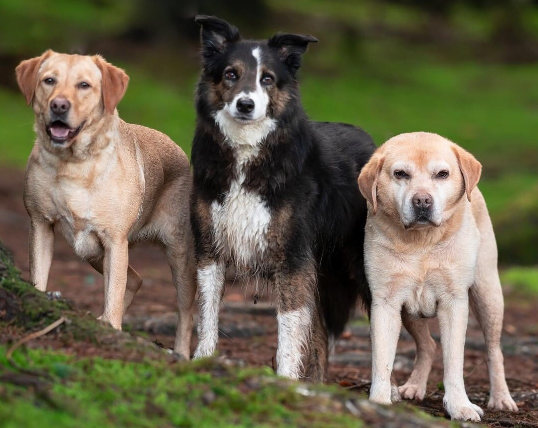 Three dogs standing next to each other
