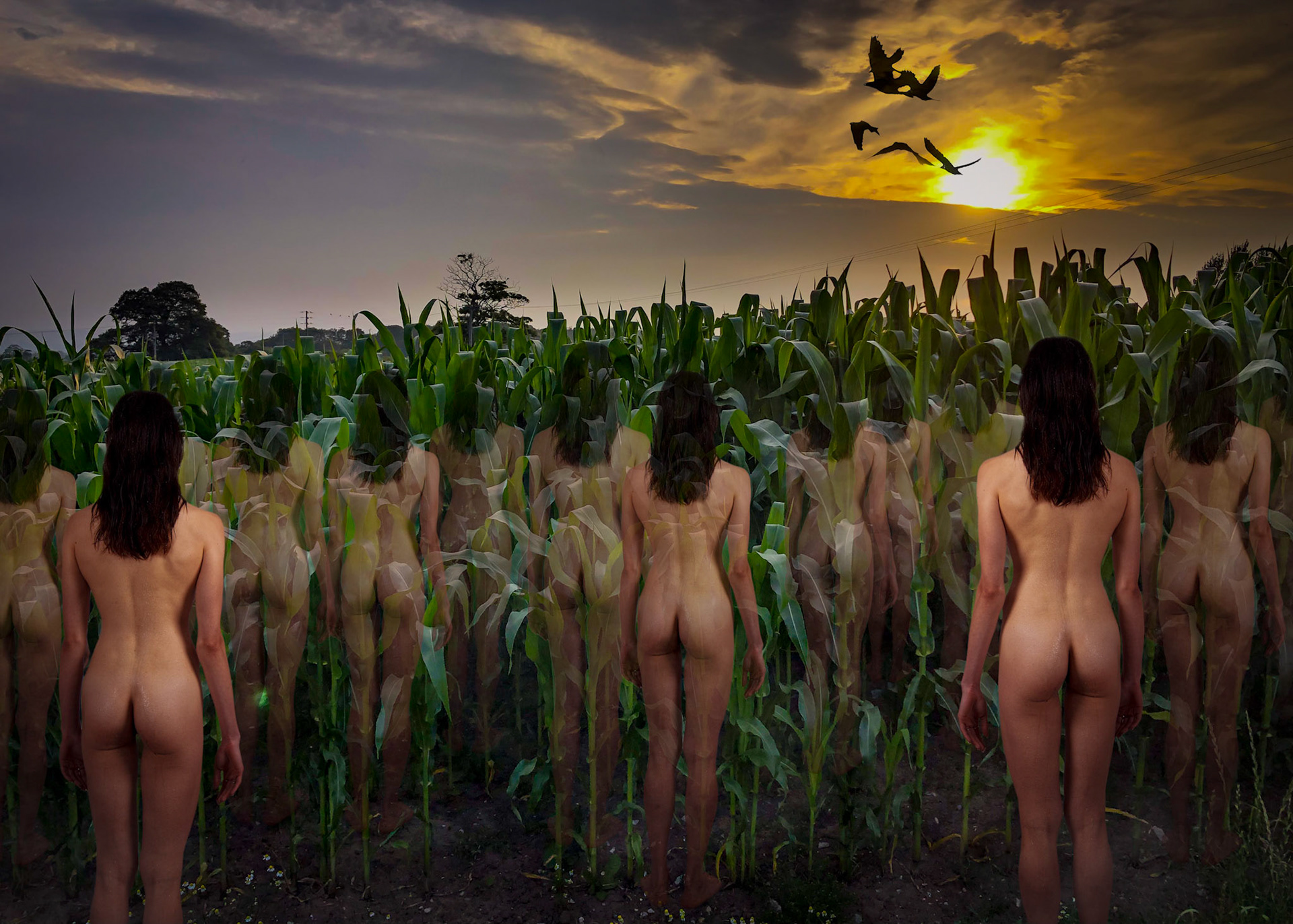 Field of Dreams