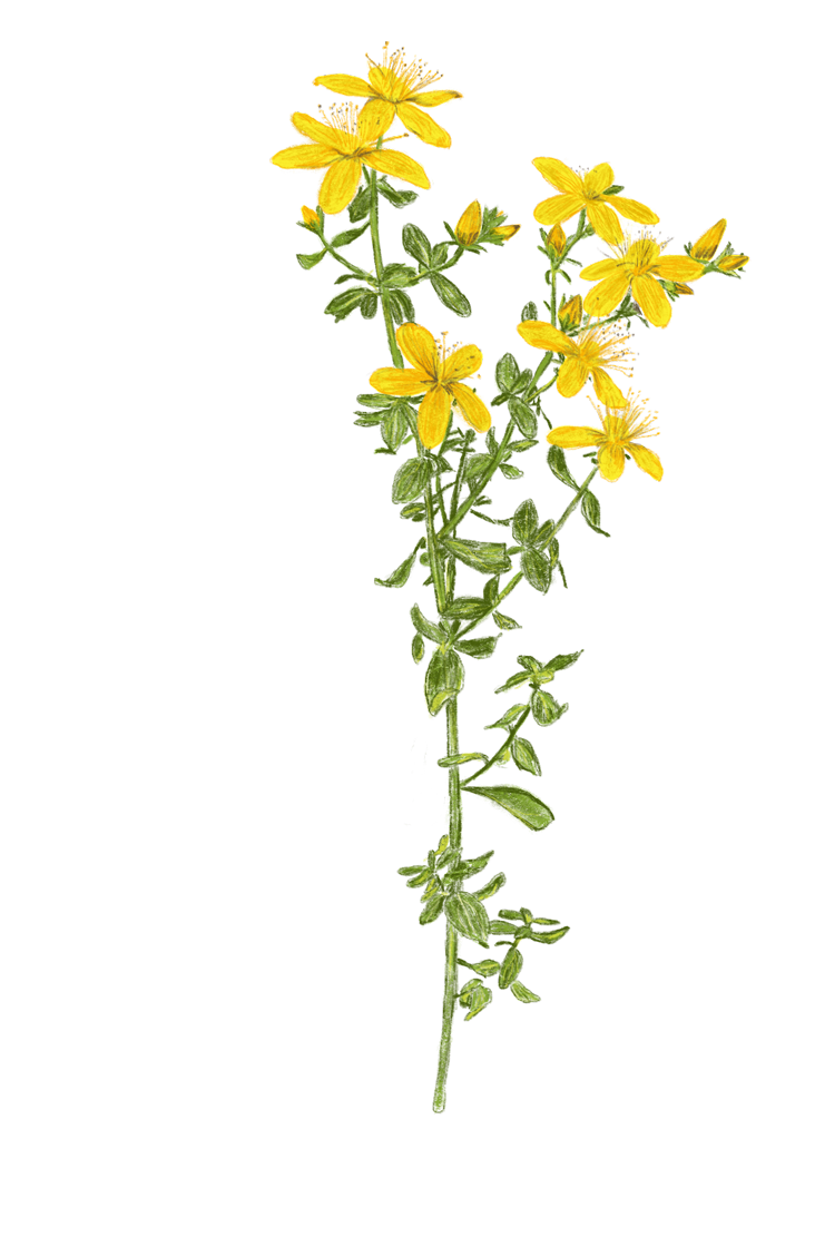 Johanniskraut Blüte – Buchprojekt Wald & Wiesenküche