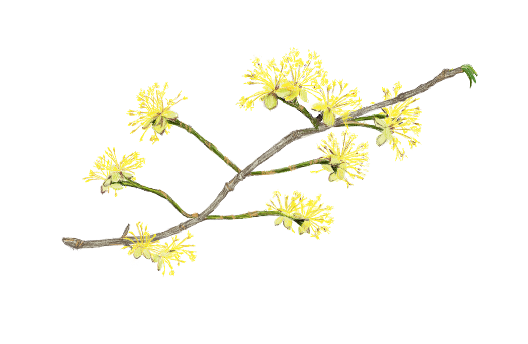 Kornelkirschenblüte – Buchprojekt Wald & Wiesenküche