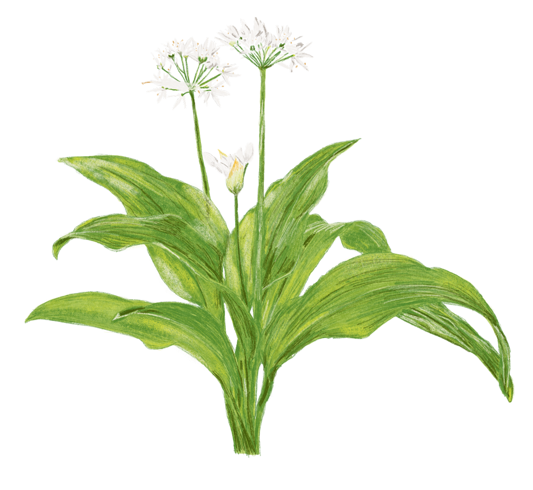 Bärlauchpflanze mit Blüte – Buchprojekt Wald & Wiesenküche