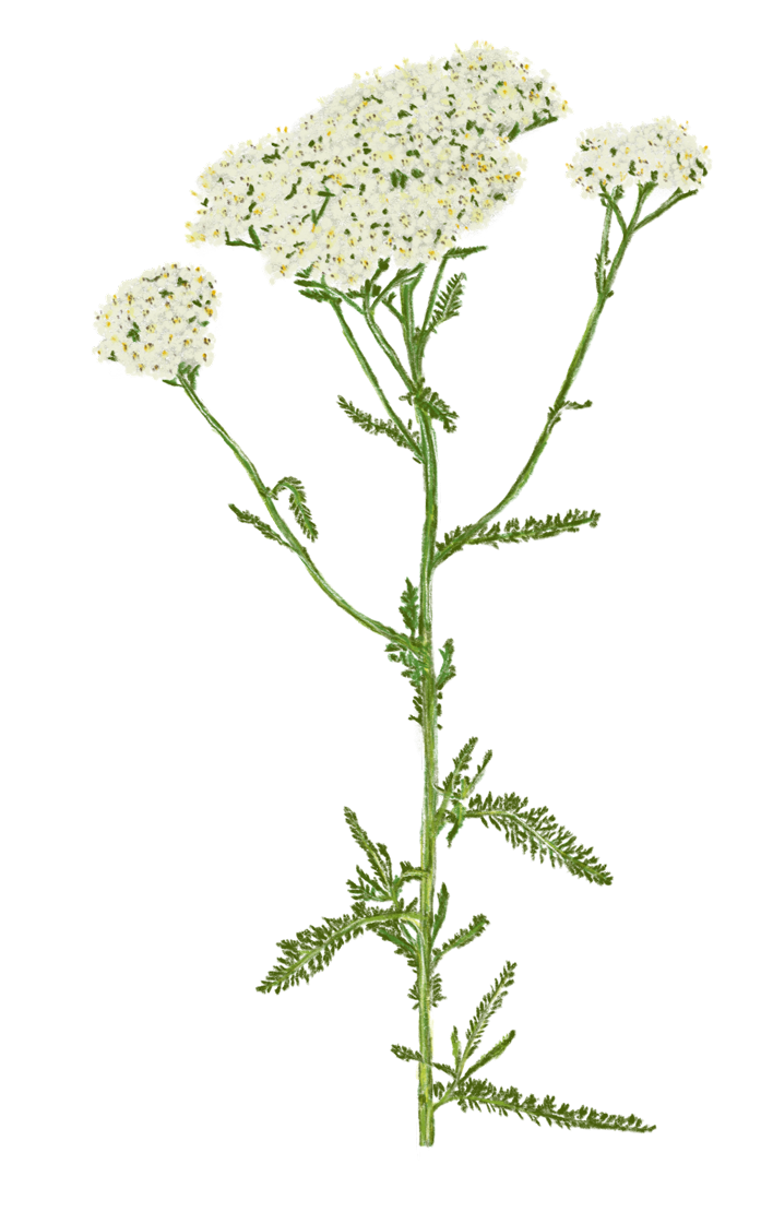Schafgarbepflanze – Buchprojekt Wald & Wiesenküche