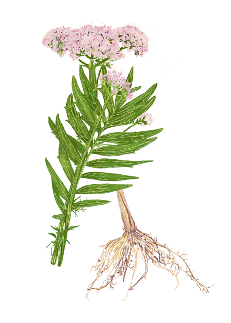 Baldrianpflanze mit Wurzel – Buchprojekt Wald & Wiesenkücheurzel