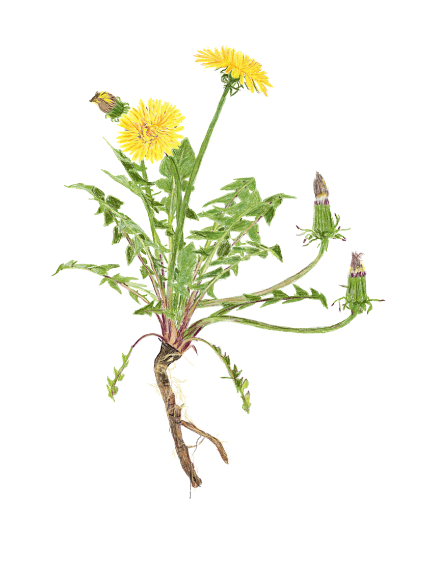 Löwenzahnpflanze mit Blüten, Knospen und Wurzel – Buchprojekt Wald & Wiesenküche