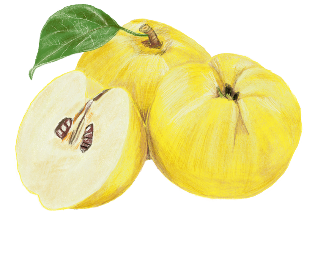 Quitte Frucht – Buchprojekt Wald & Wiesenküche