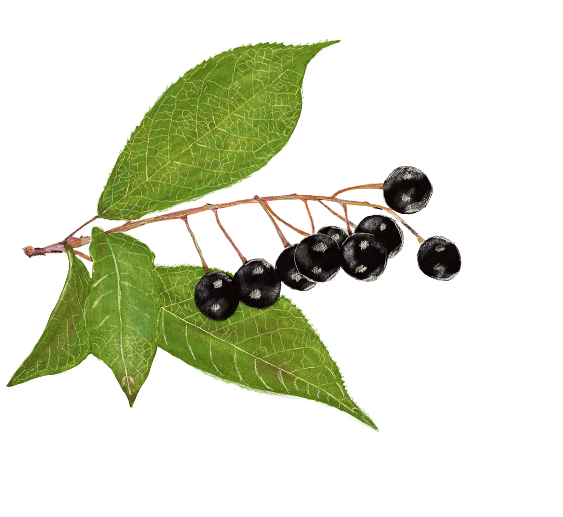 Traubenkirschenzweig Frucht – Buchprojekt Wald & Wiesenküche