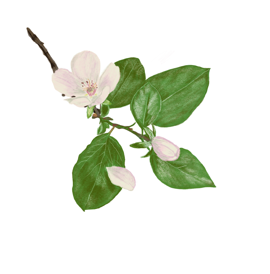 Quittenblütenzweig – Buchprojekt Wald & Wiesenküche