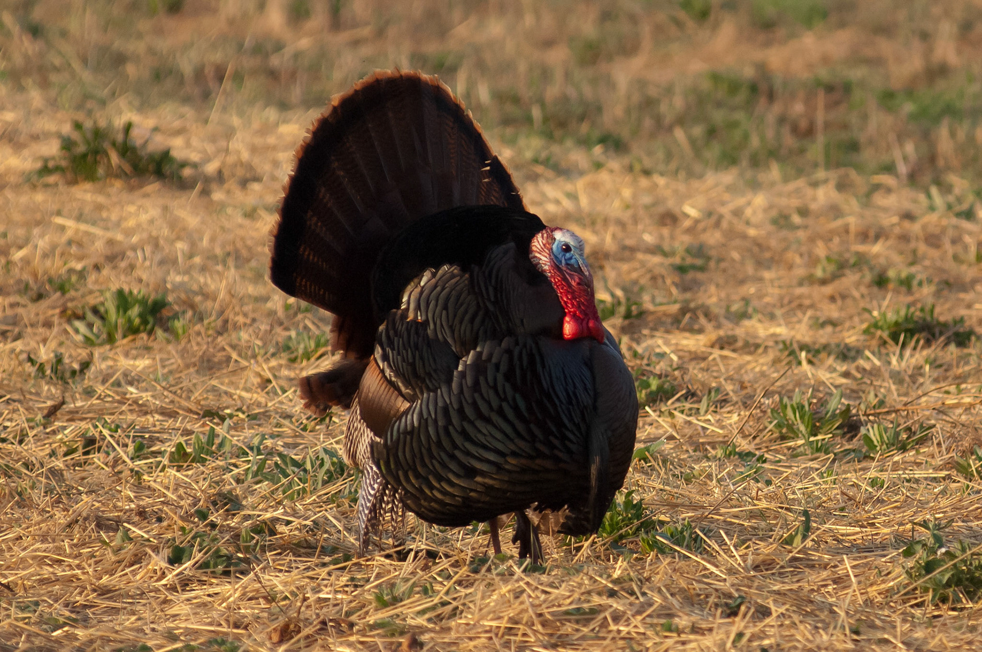 We came across this old tom turkey and a harem of hens on our way to the Old North Bridge in Concord on Patriot's Day.