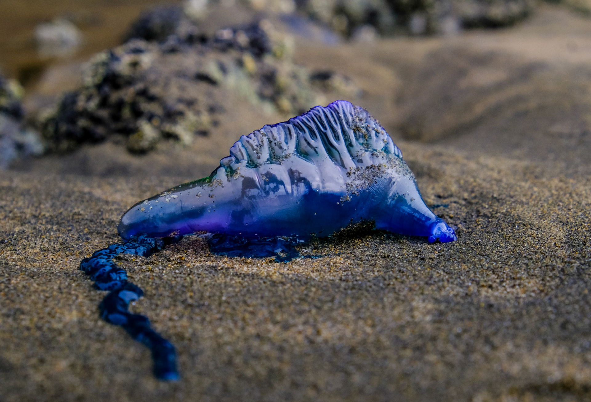Australian Blue Bottle