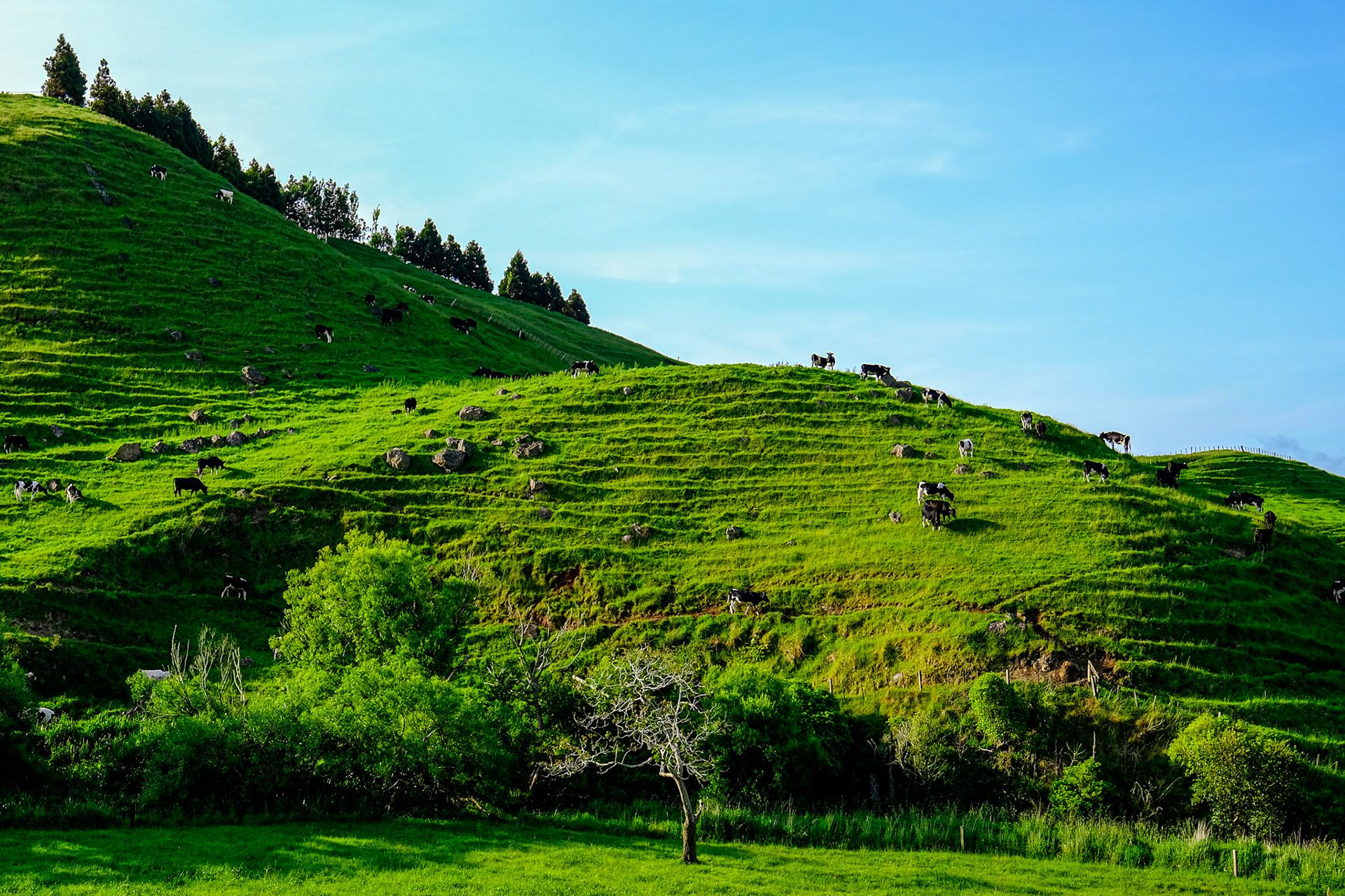 Cows on Their Terrace