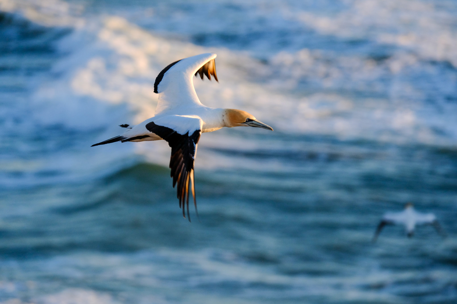 Muriwai Gannets