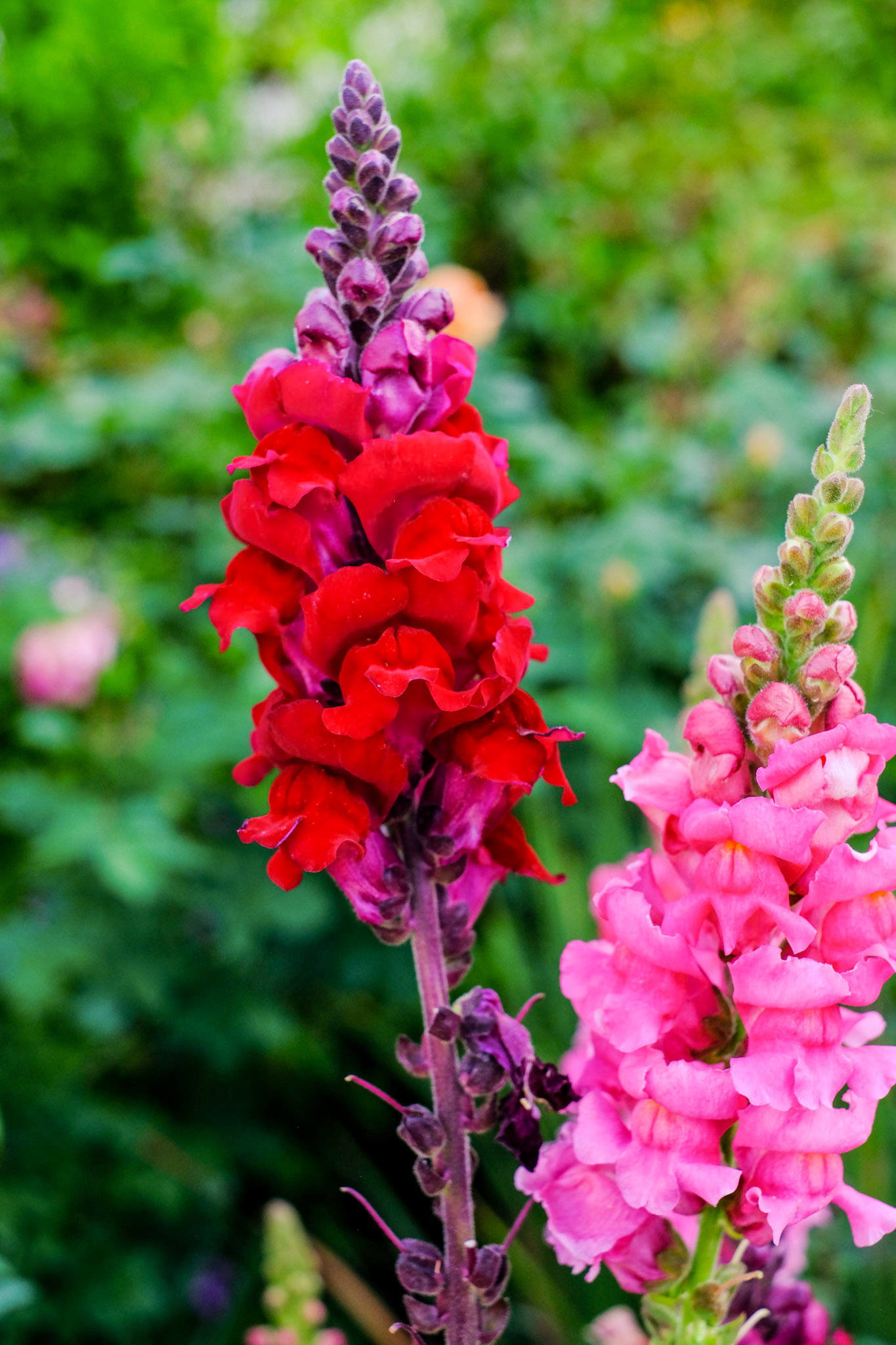 Flowers at Hamilton Gardens