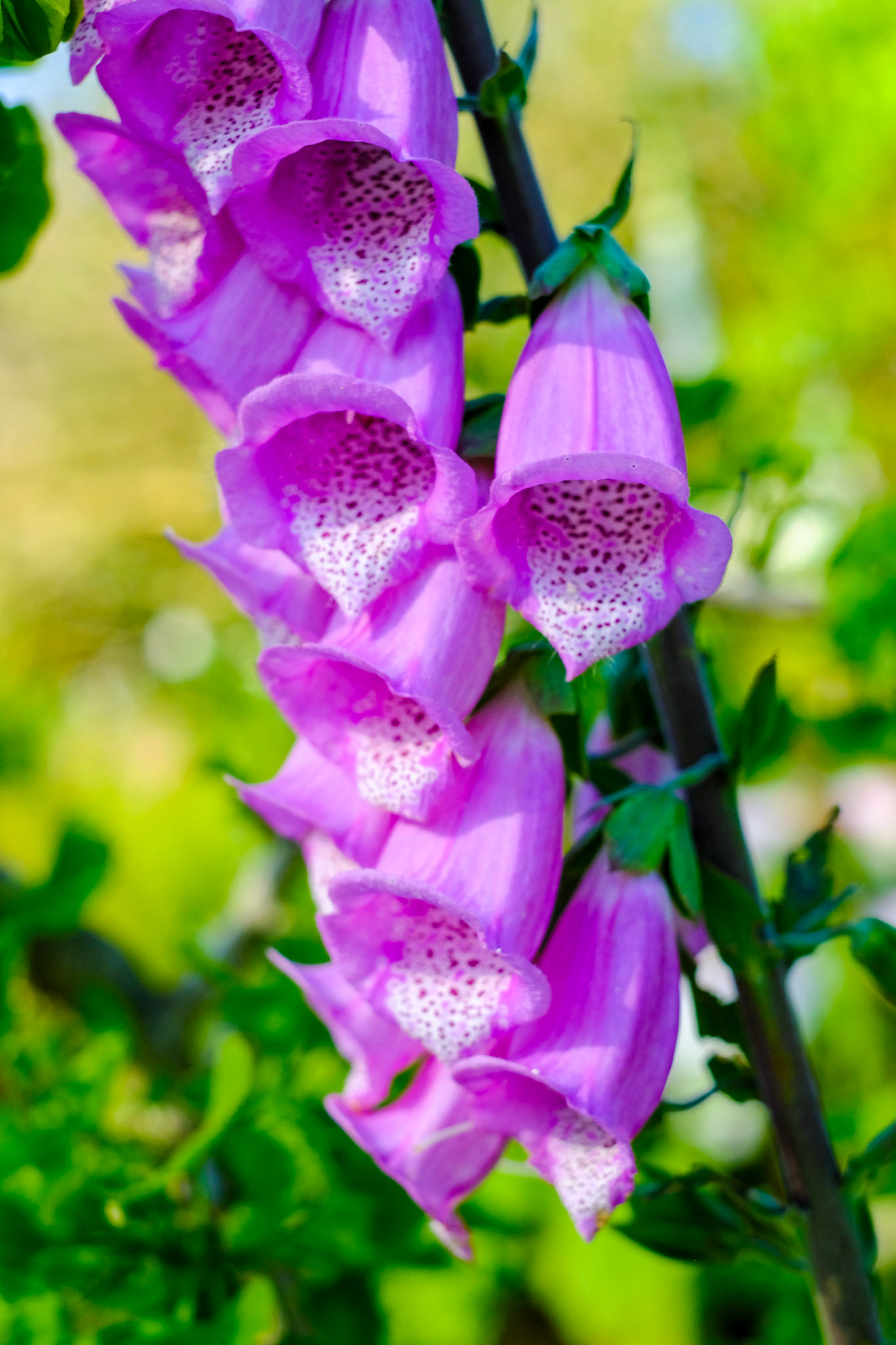 Flowers at Hamilton Gardens