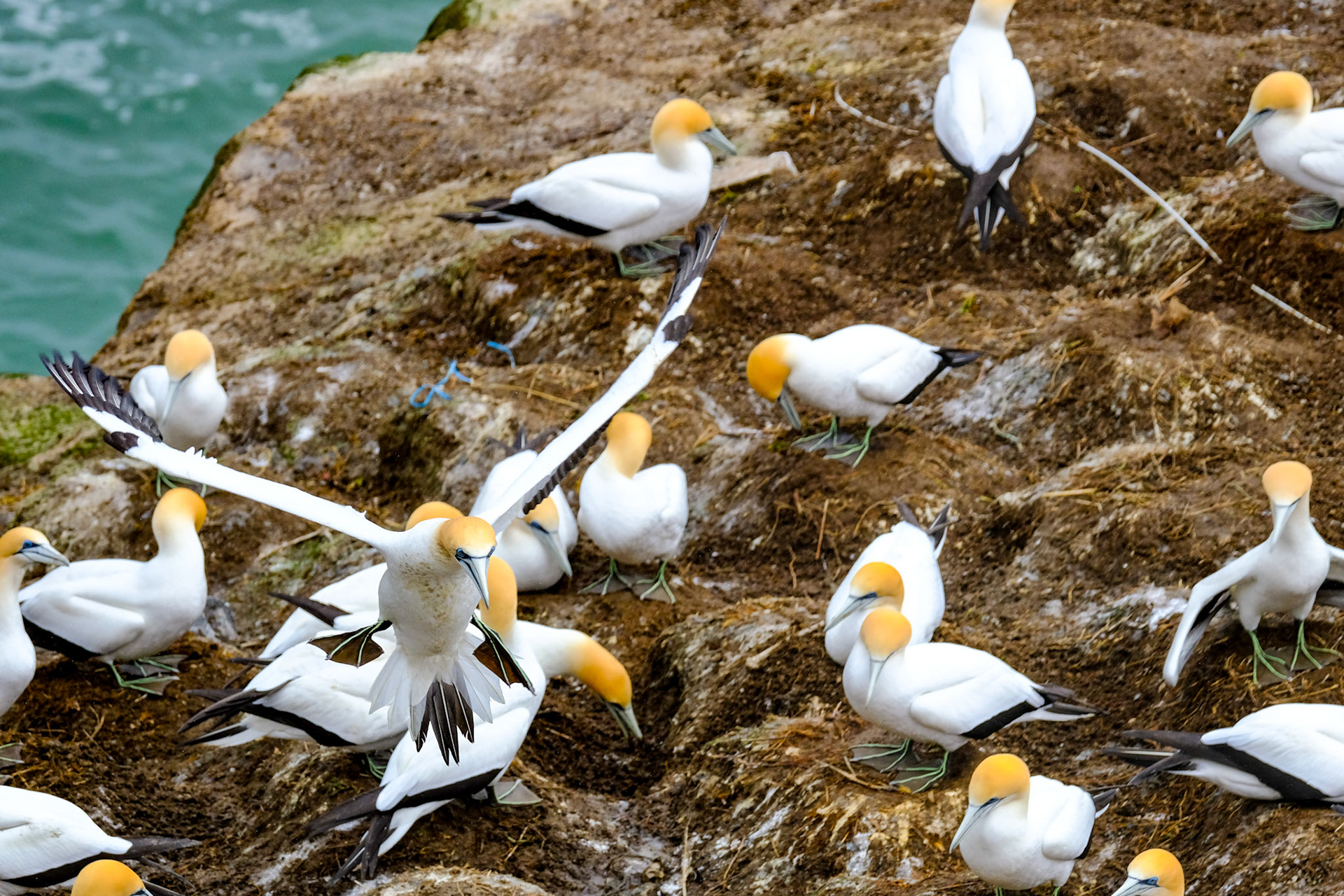 Muriwai Gannett Colony