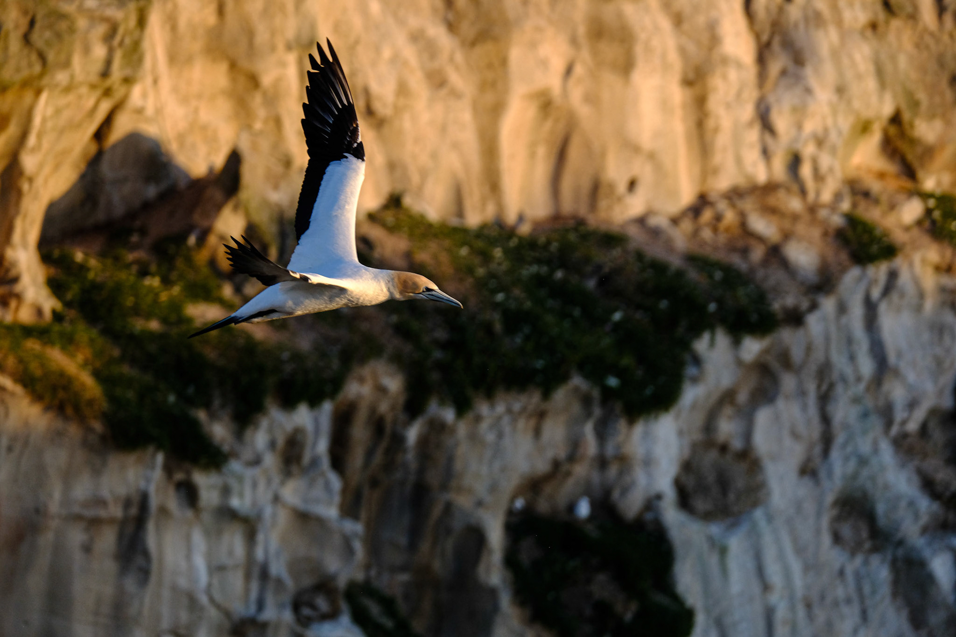 Muriwai Gannets