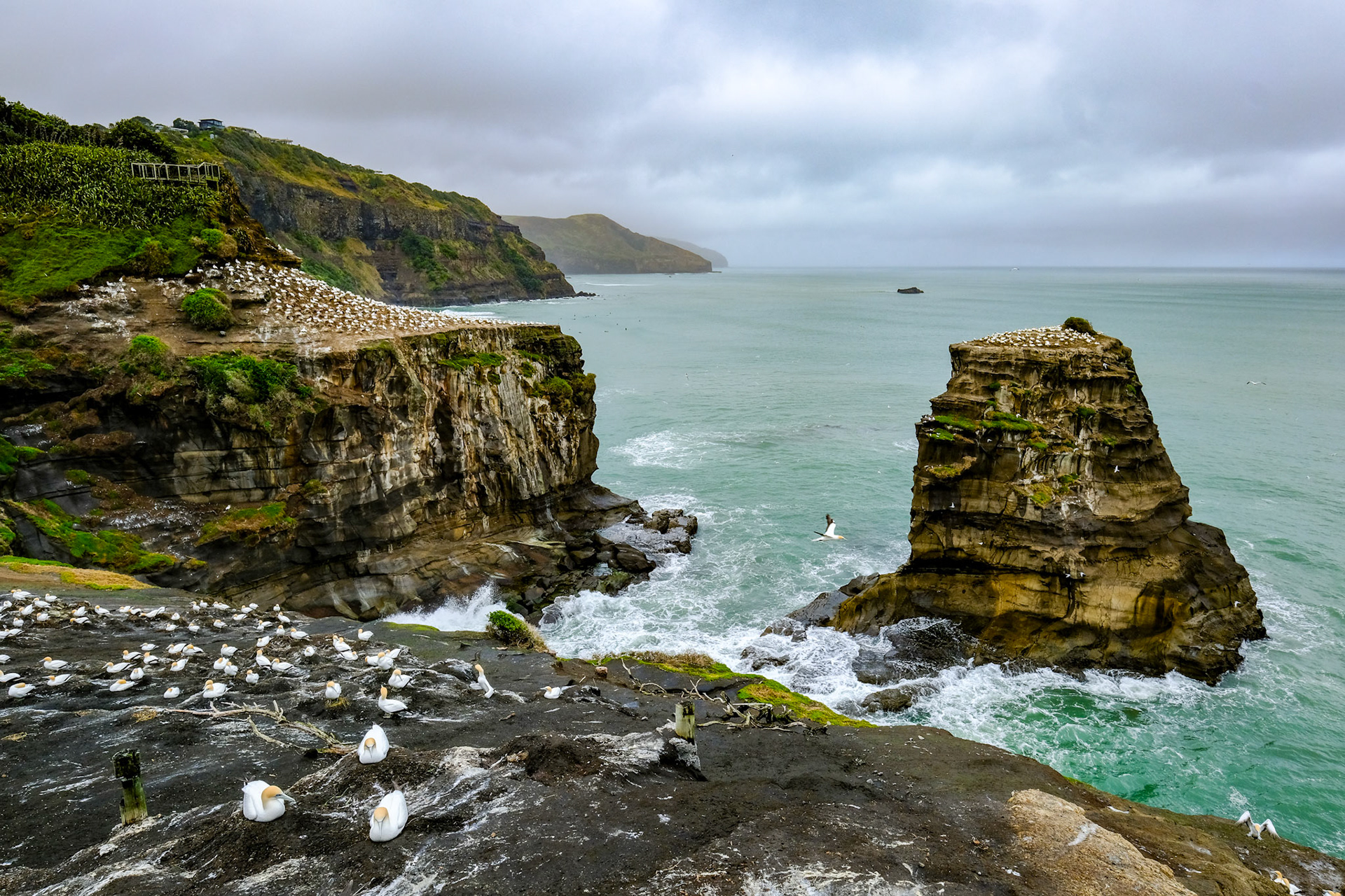 Muriwai Gannett Colony