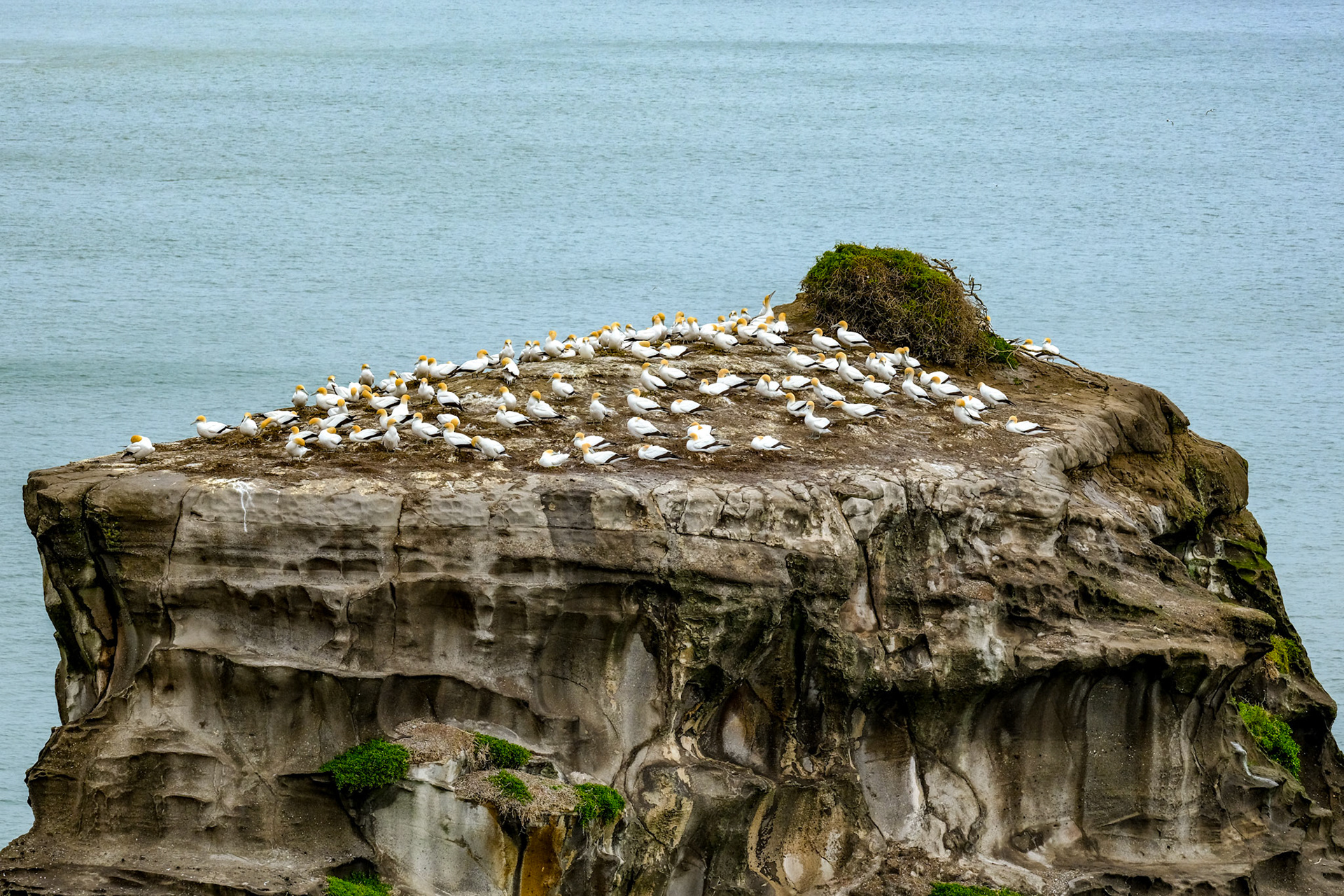 Muriwai Gannett Colony