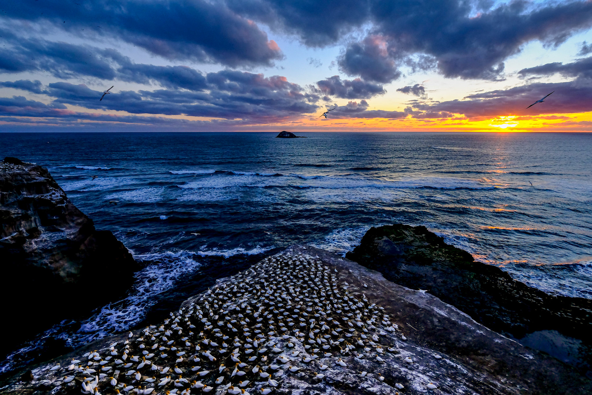 Muriwai Gannets