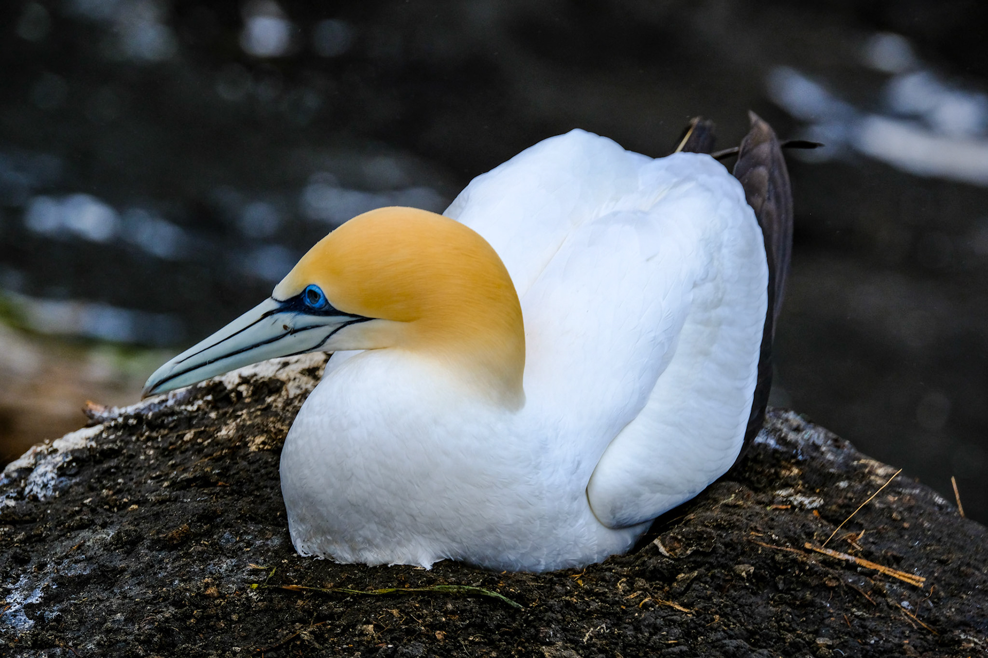 Muriwai Gannett Colony