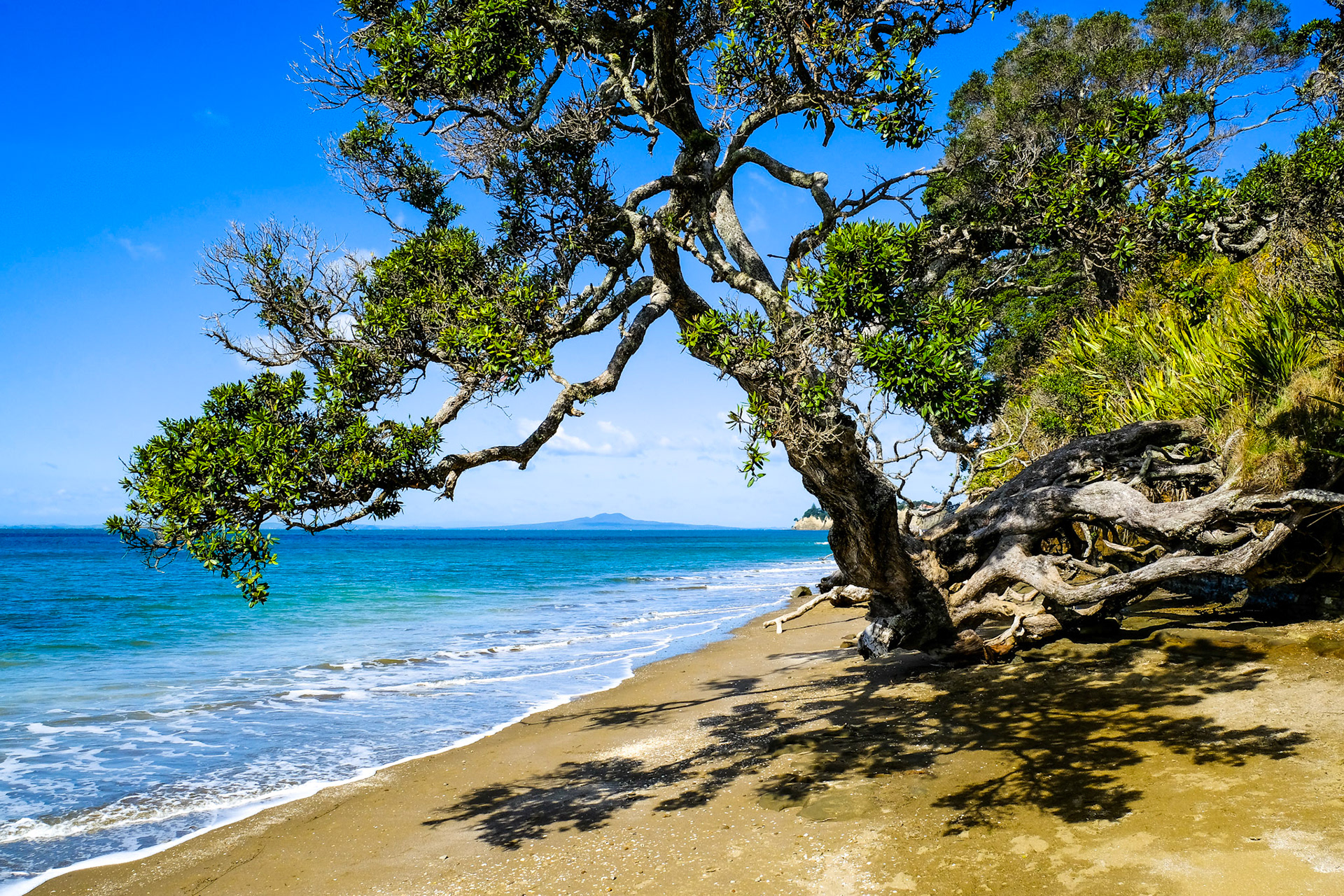 Live Tree on Grannys Cove Shore