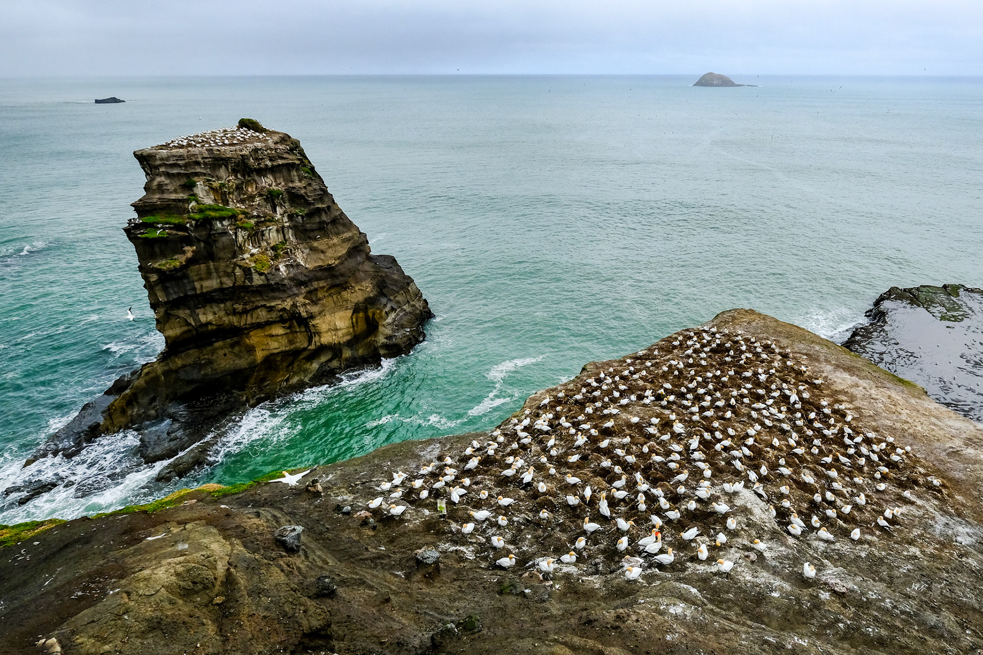 Muriwai Gannett Colony