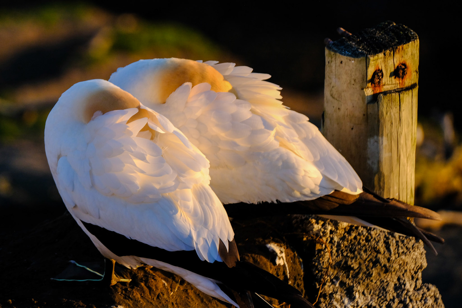 Muriwai Gannets